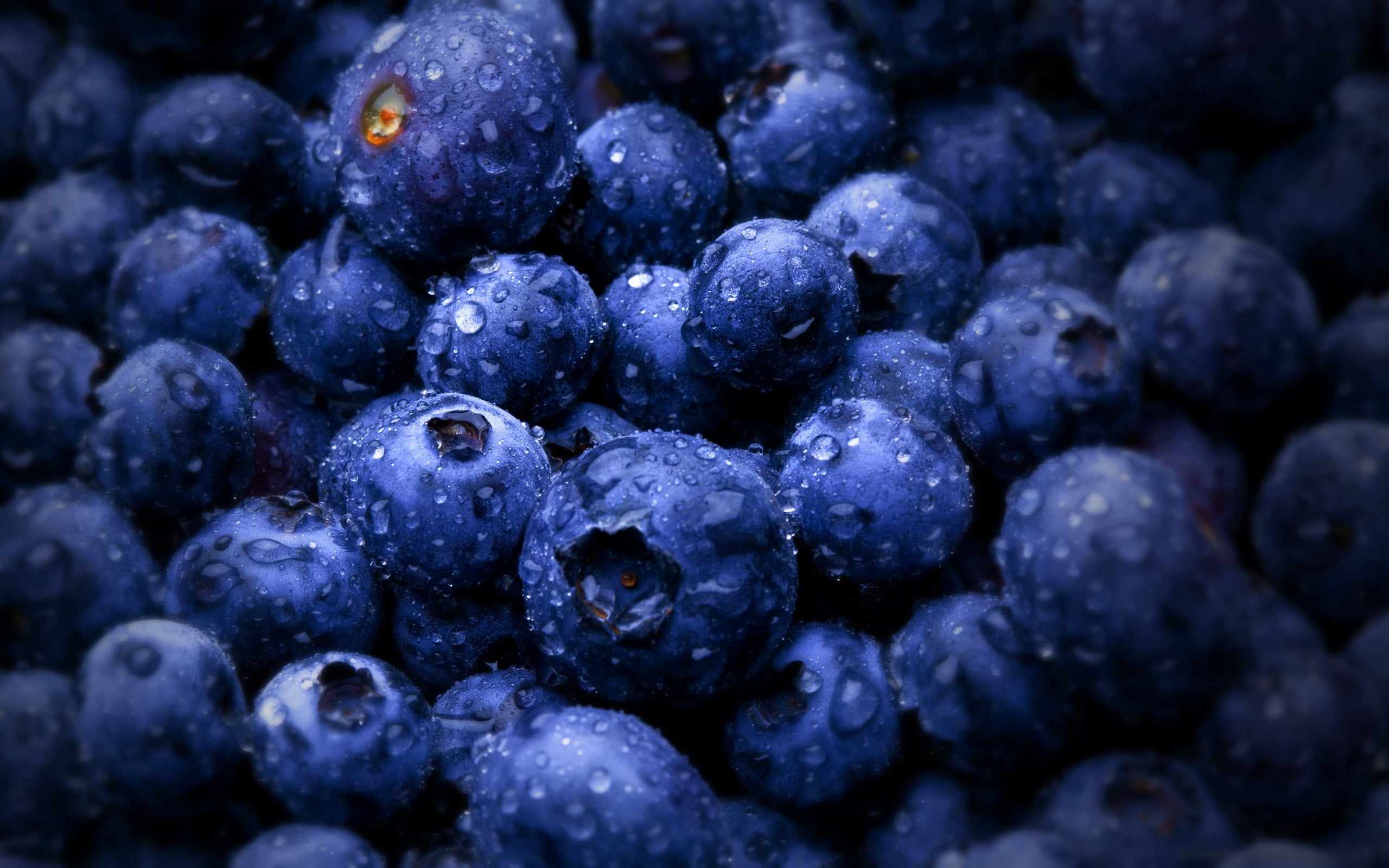 blueberry lot bunch of blueberries food fruit wet macro 2k