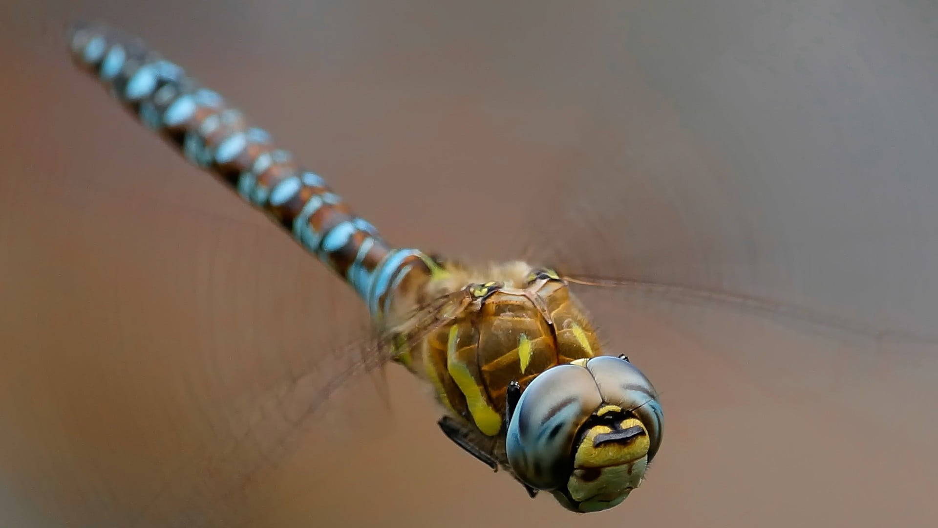 brown and blue dragonfly dragonflies insect macro close up 2k