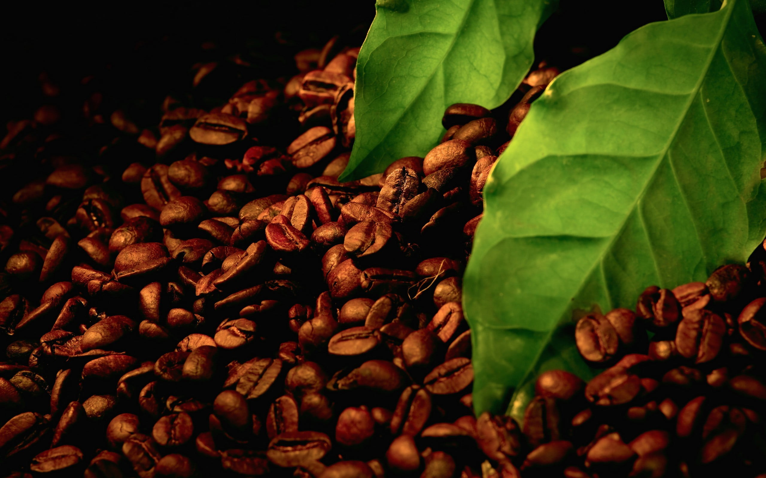 brown coffee grains macro beans leaves caffeine espresso 2k