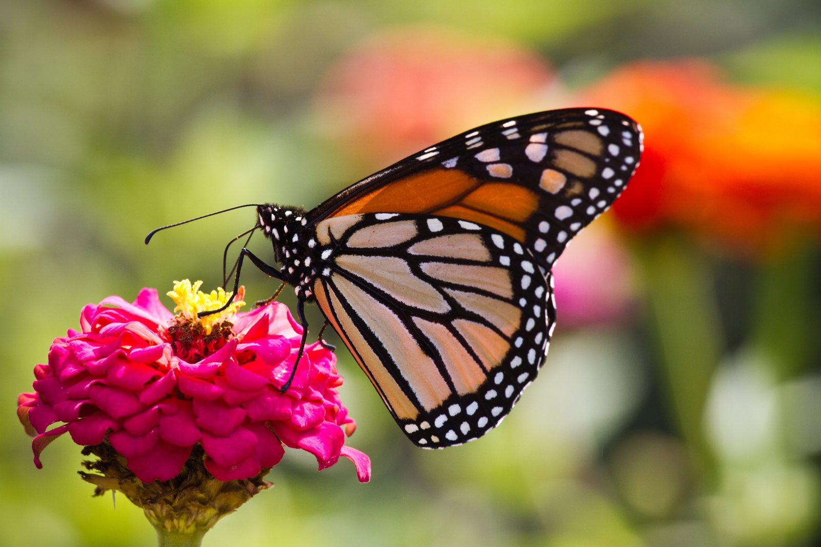 butterfly on purple flower Butterfly insect 2k 4k 5k