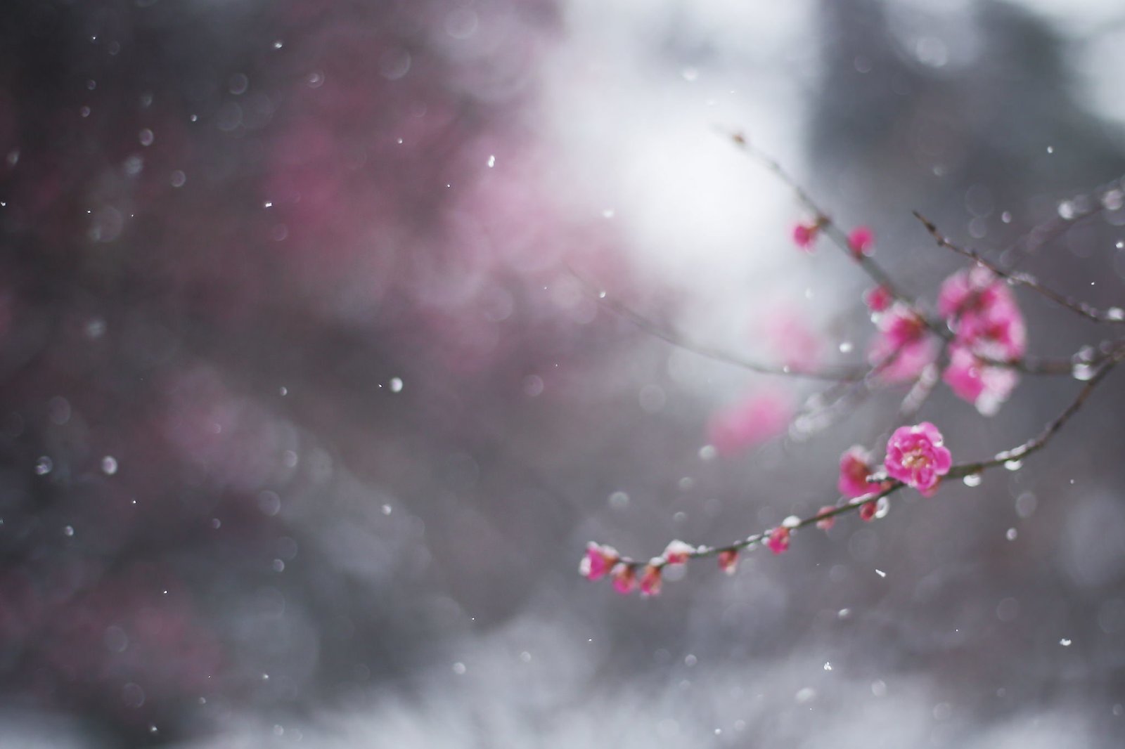 cherry blossom winter flower macro snow branch bokeh drain 2k