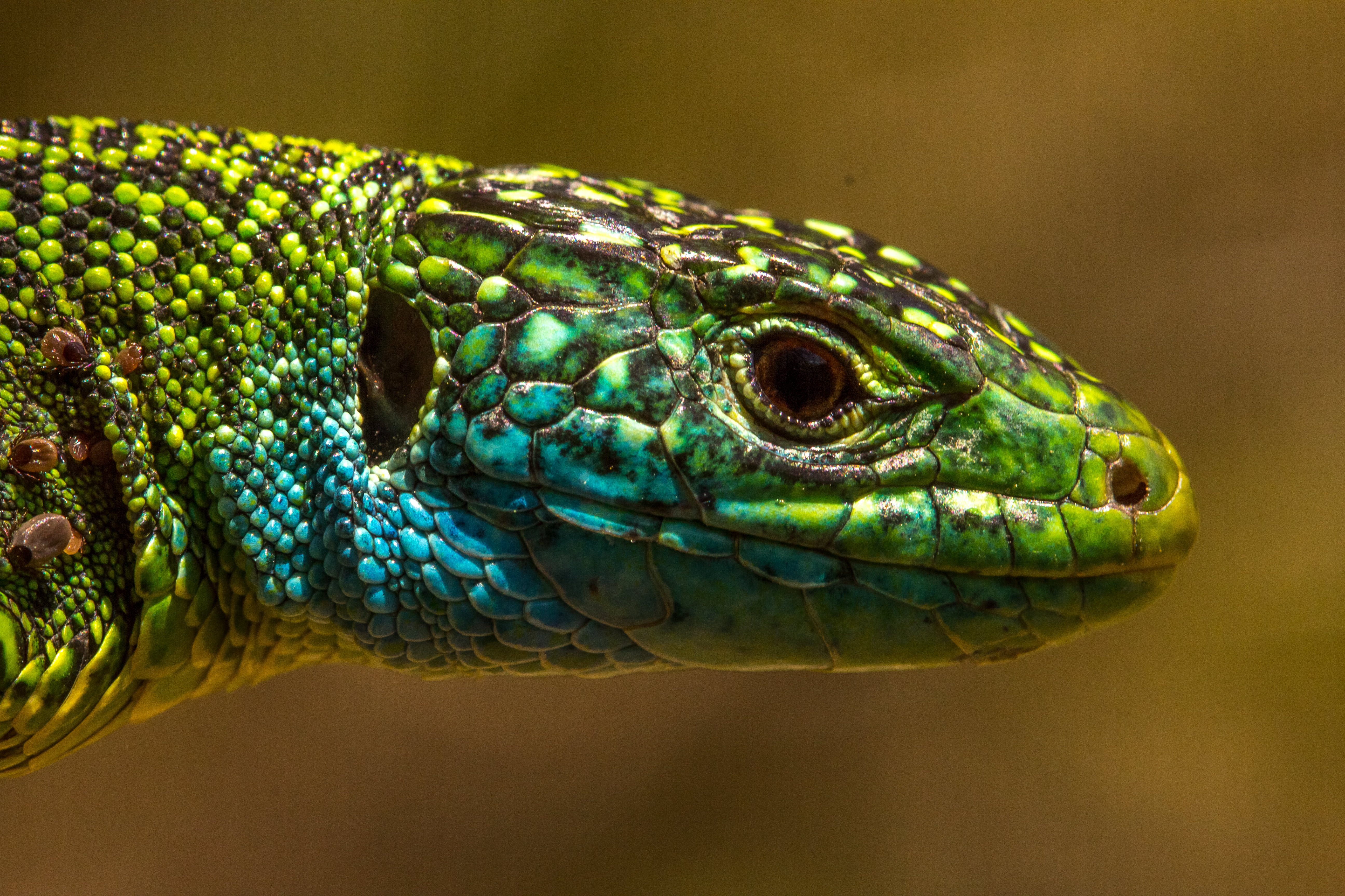 close up photography of green blue and black lizard lacerta bilineata western 2k 4k 5k