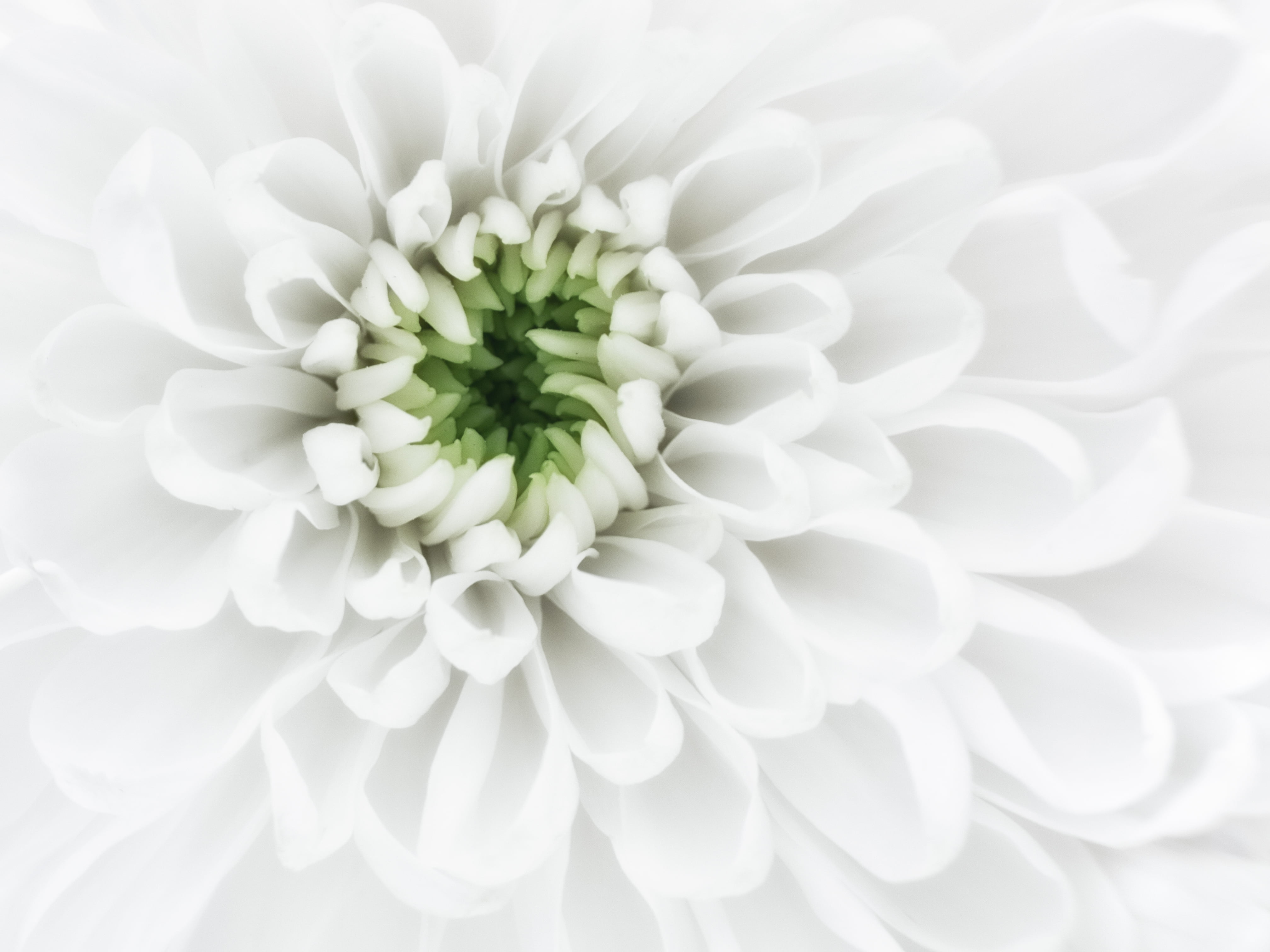 close up photography of white petaled flower Purity petals 2k 4k