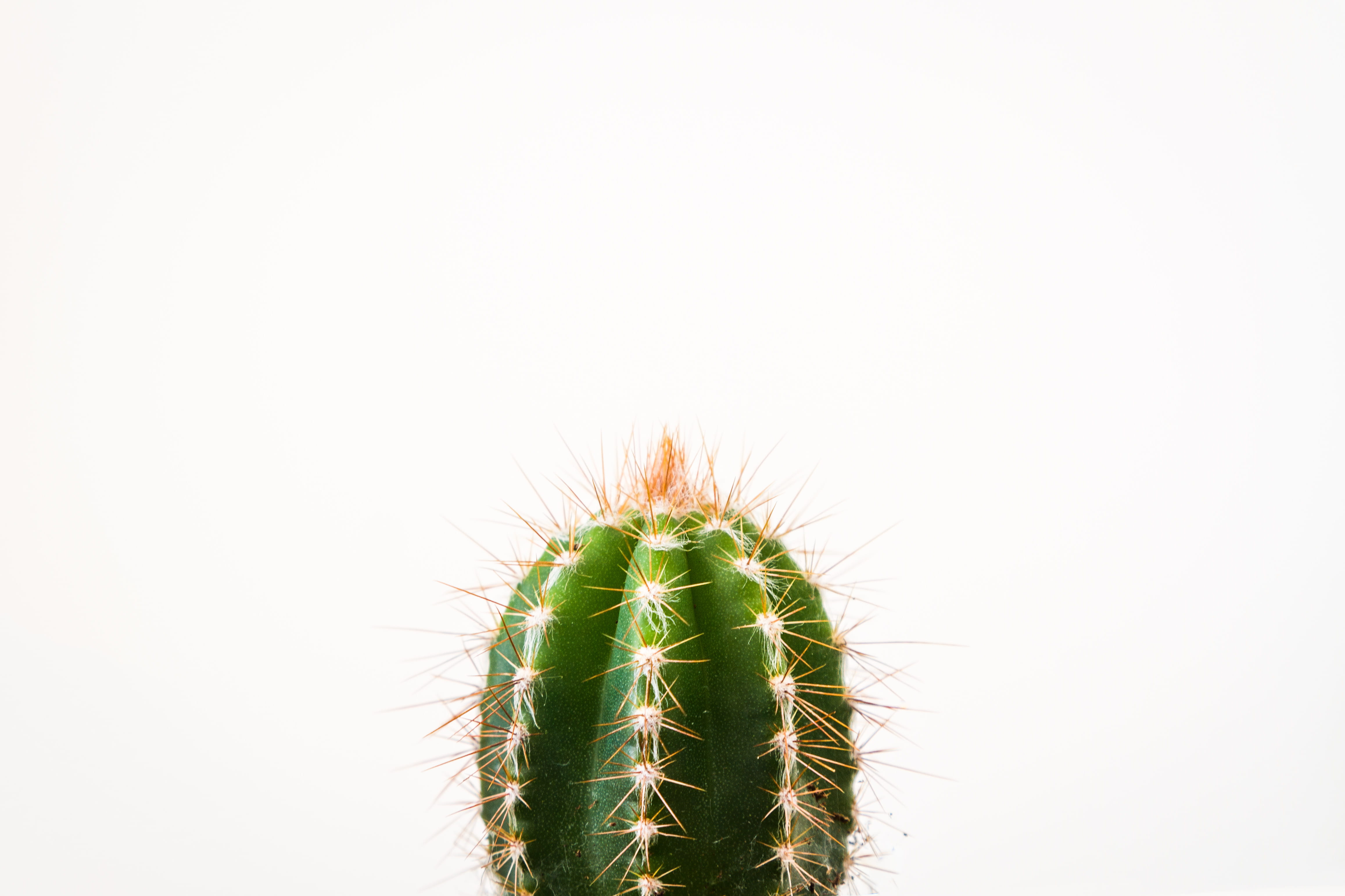 closeup photo of cactus against white background Cactus minimal 2k 4k 5k