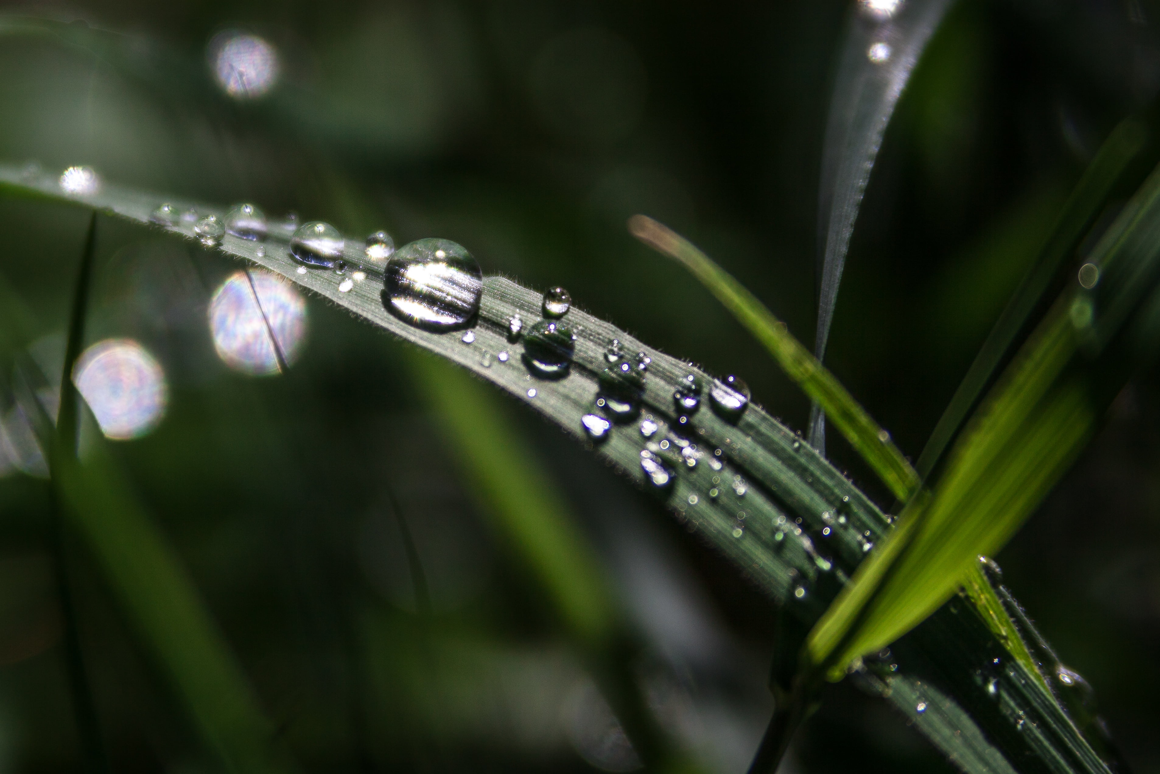 closeup photo of water dew on green leaf Drops grass rain 2k 4k