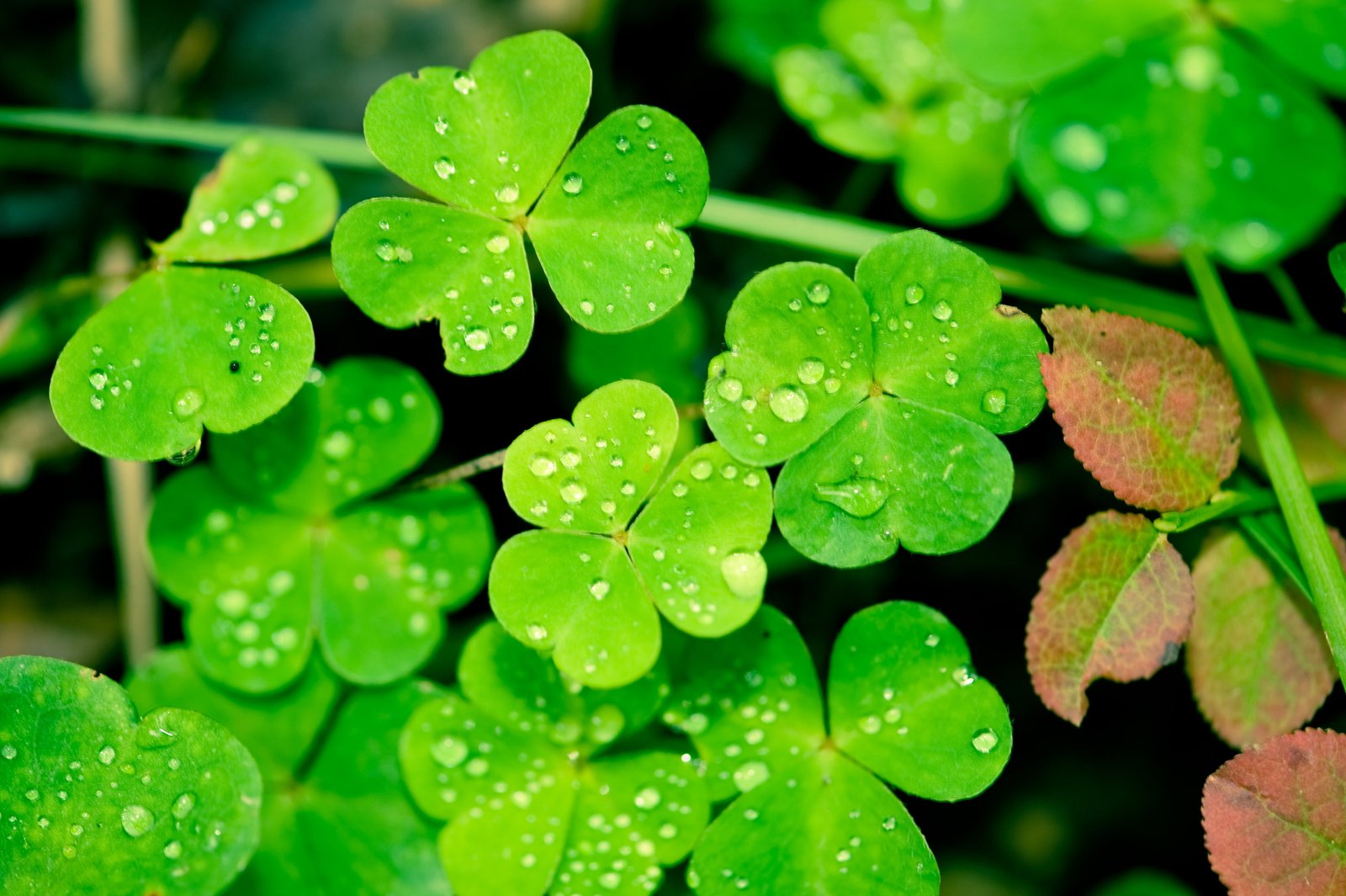 closeup photography of drops on waters green leaves plants 2k 4k