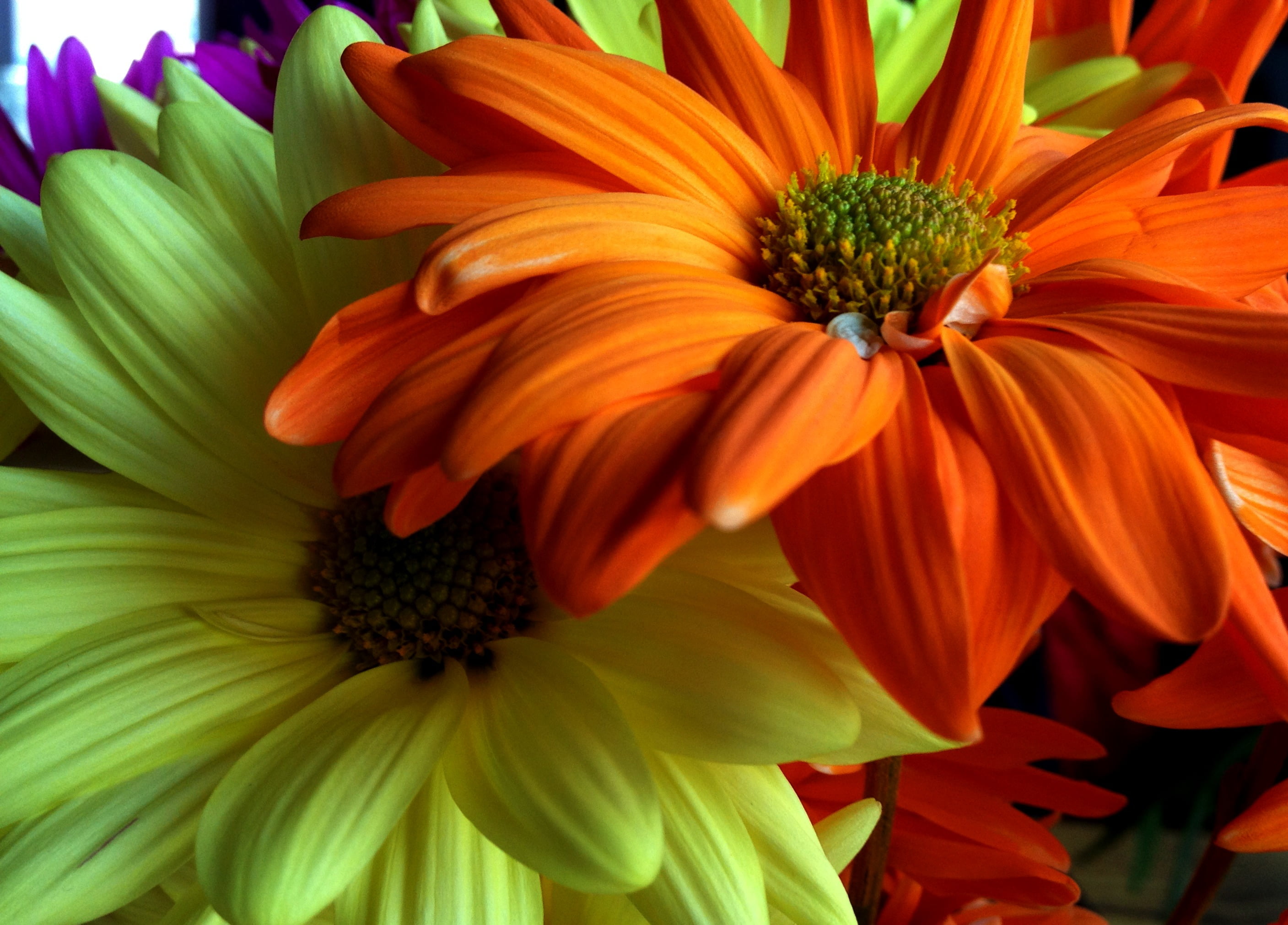 closeup photography of orange and yellow petaled flowers nature 2k