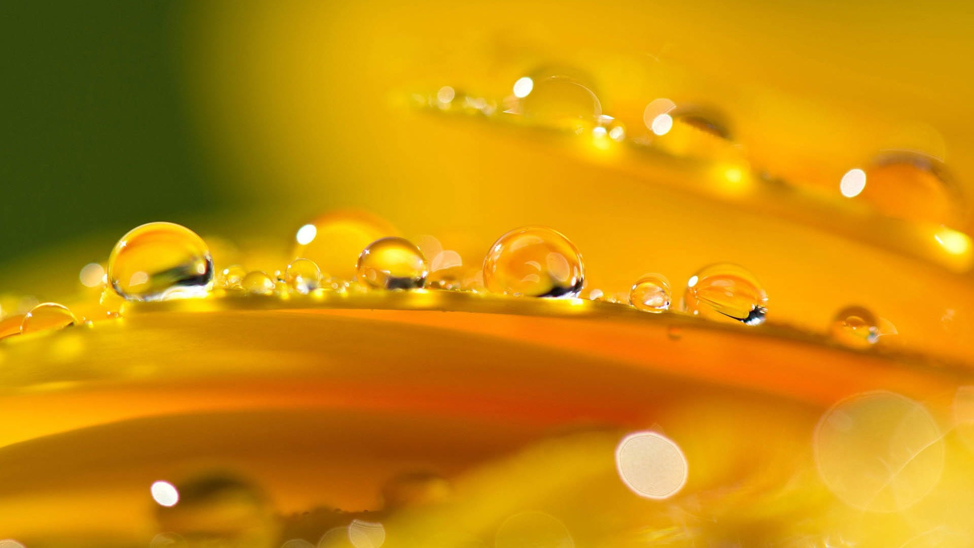 close up photography of water dew flowers macro nature drops 2k