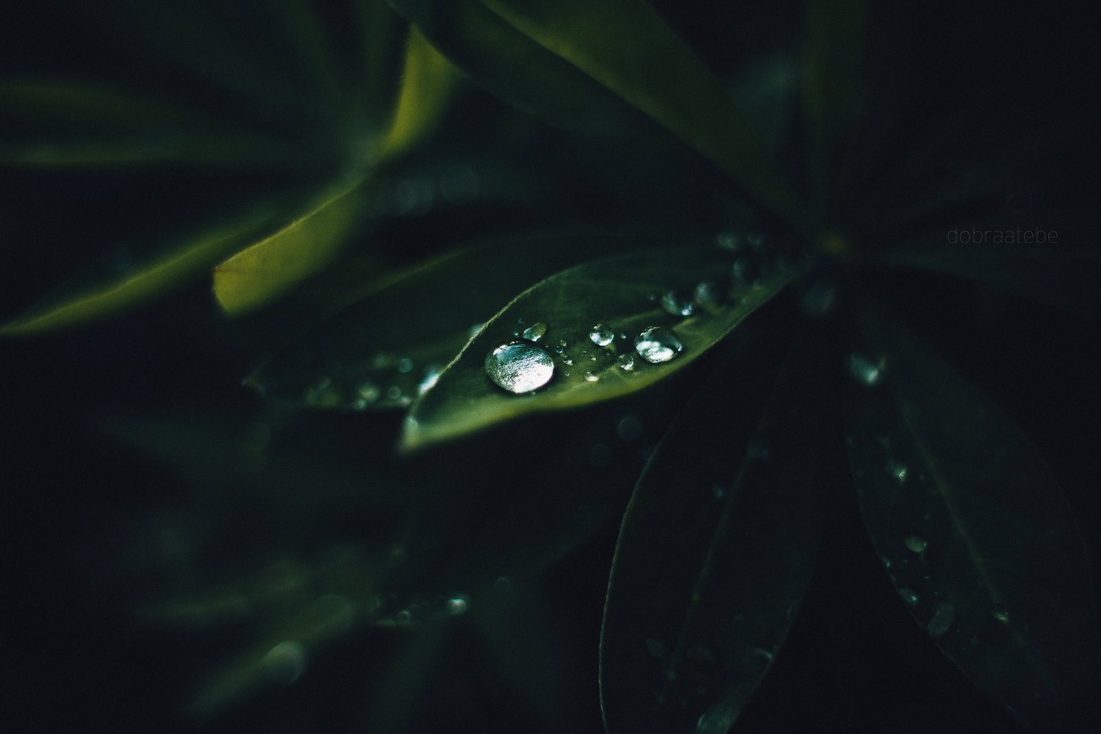 close up photography of water drops on green leaf plants macro 2k 4k