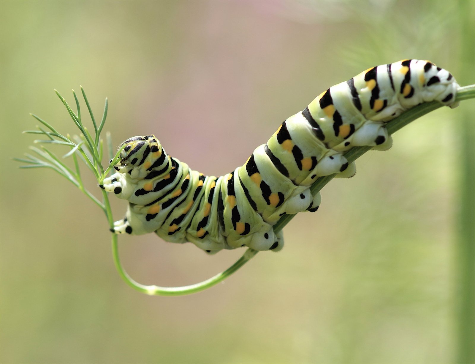 close up photography of white and black caterpillar morning 2k
