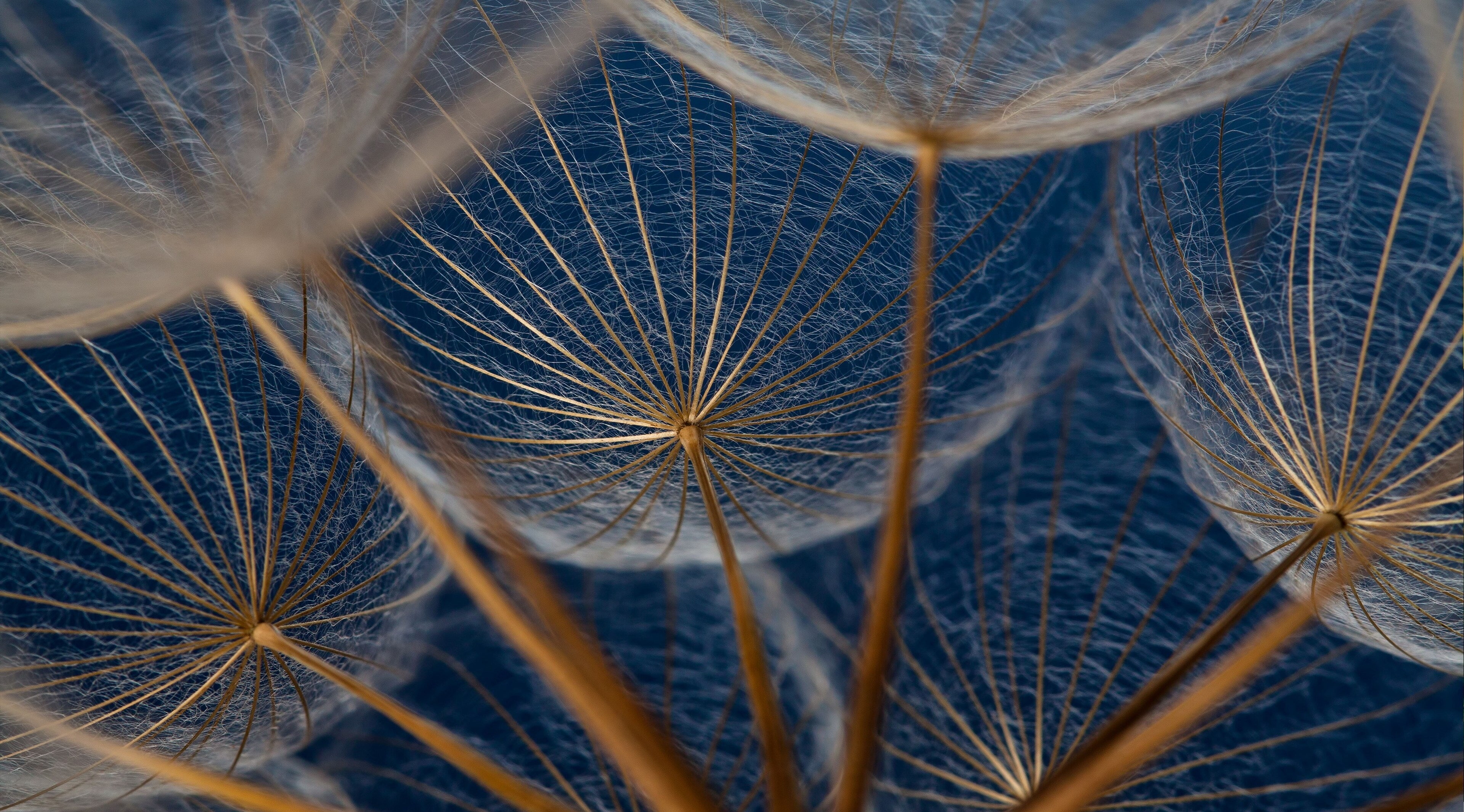 dandelions hd high resolution close up no people plant 2k 4k