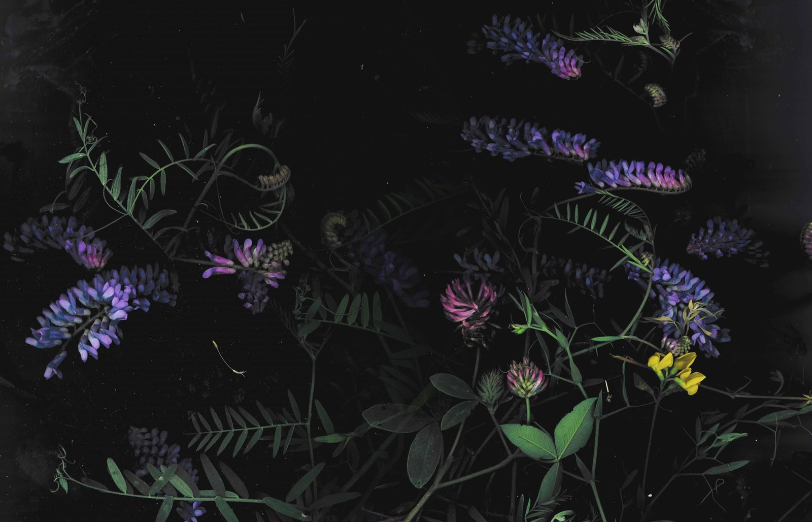 dark floral flowers macro 2k