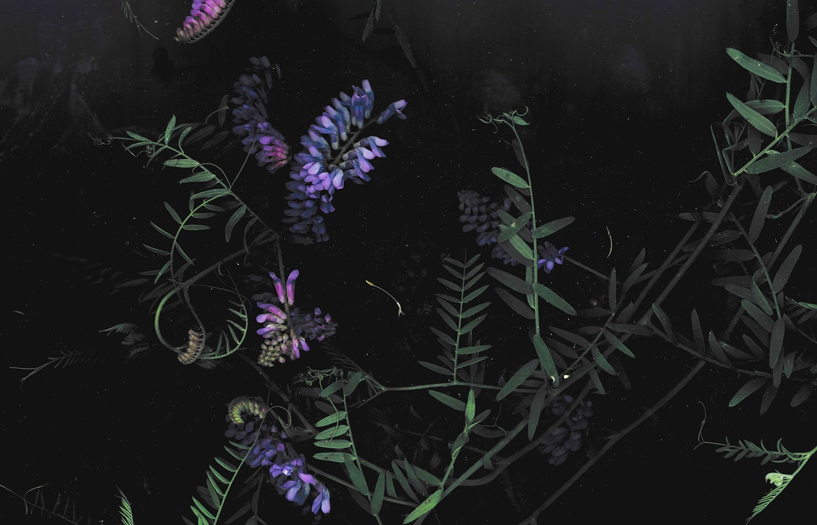 dark floral flowers macro 2k