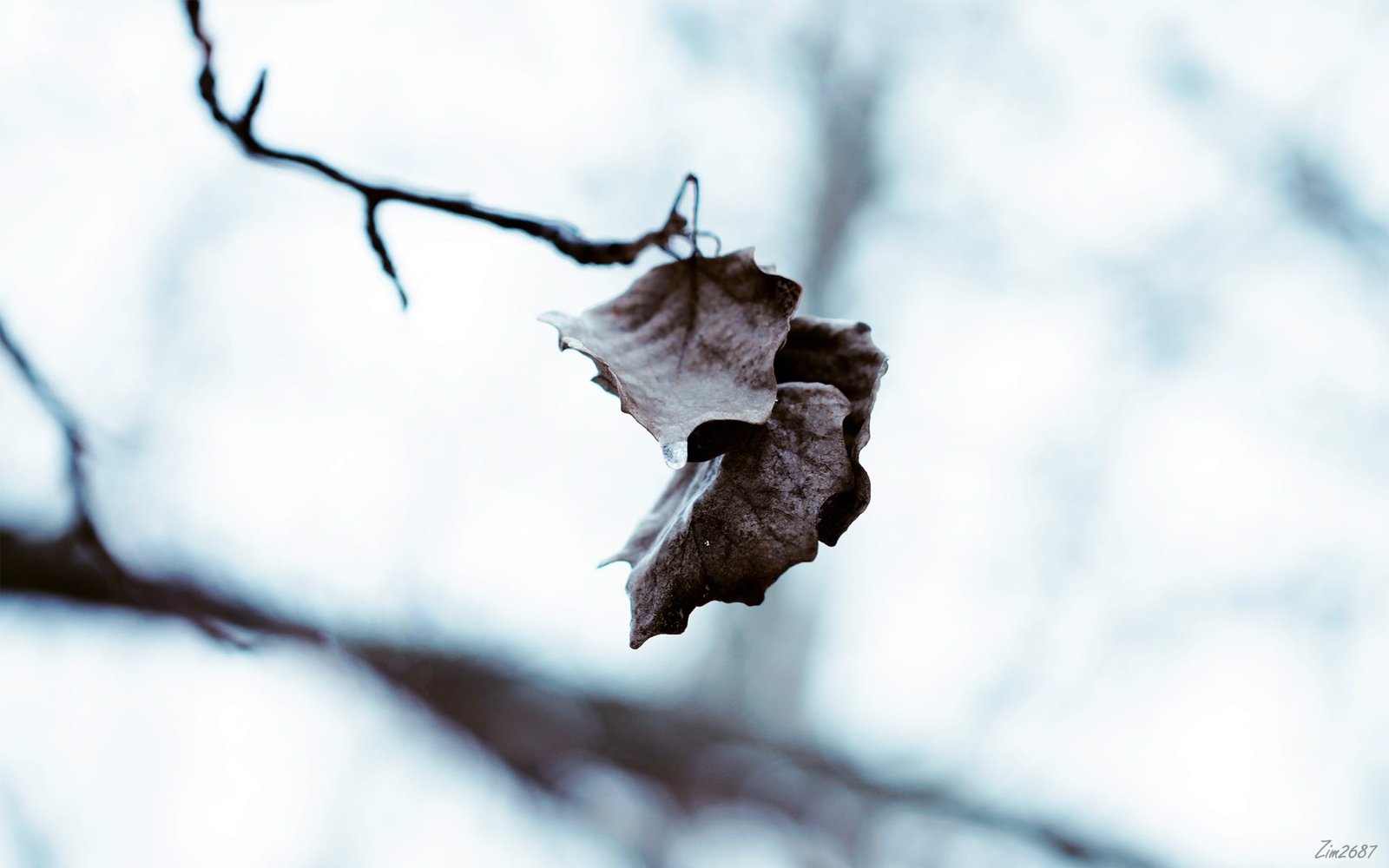 dried leaf plant close up photography of brown nature 2k
