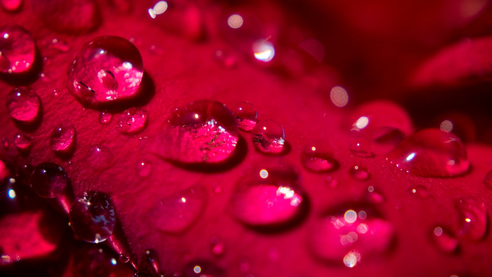 drop of water rose Morning Dew Petal pedal 2k 4k