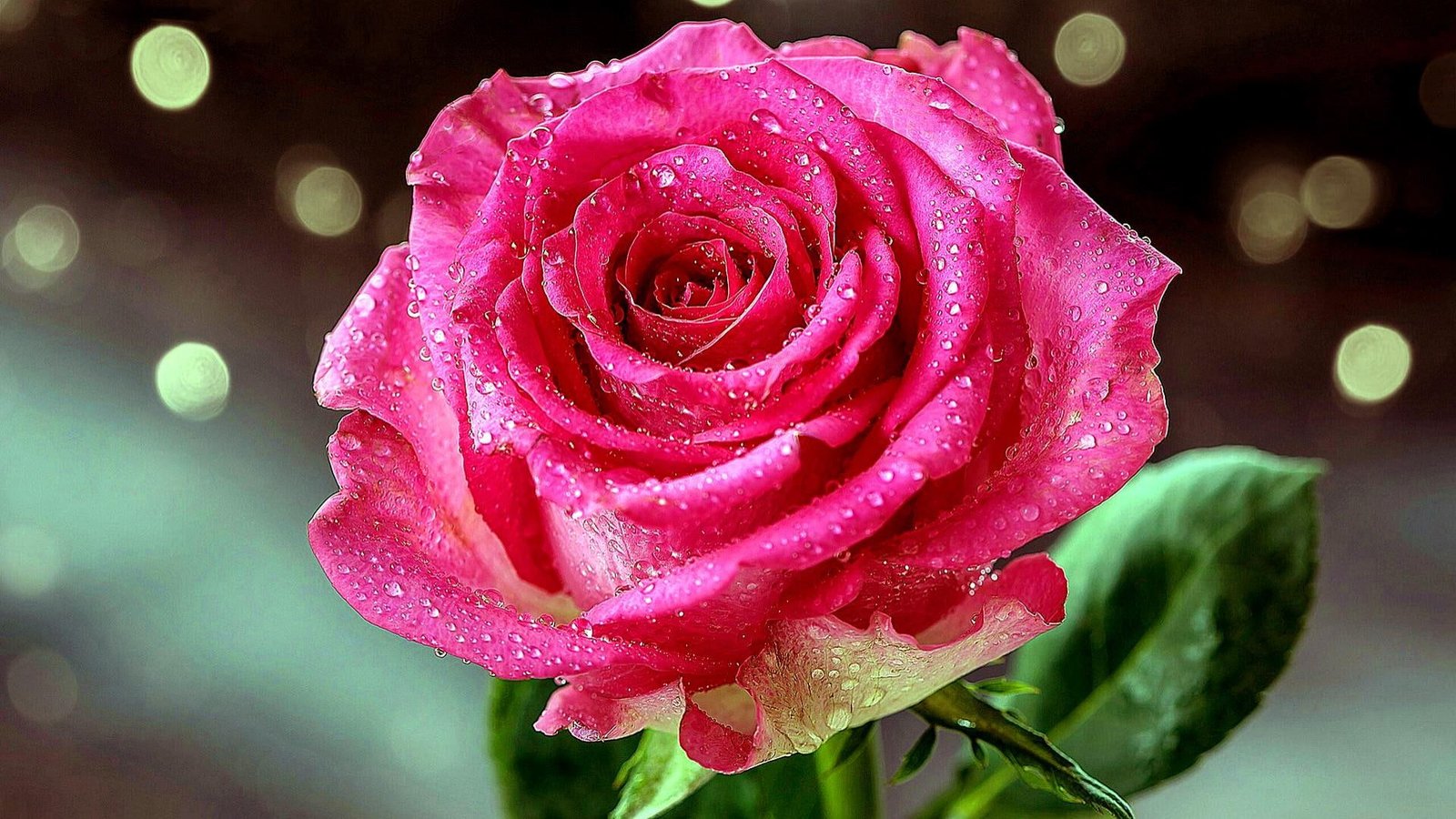 drops rose dew pink garden roses flora lights shine 2k