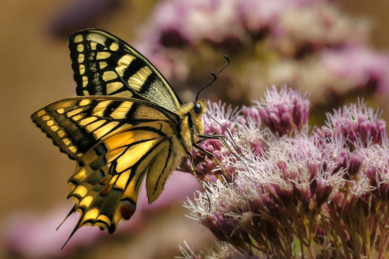 Eastern Tiger Swallowtail butterfly on purple flower mariposas 2k
