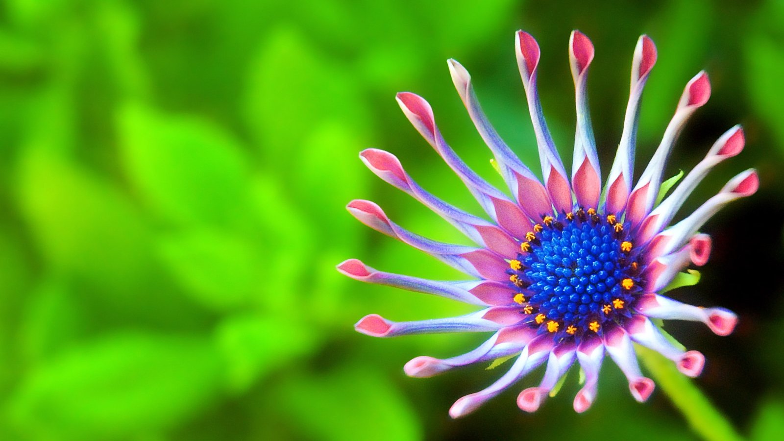 flower flora macro photography close up petal plant 2k 4k