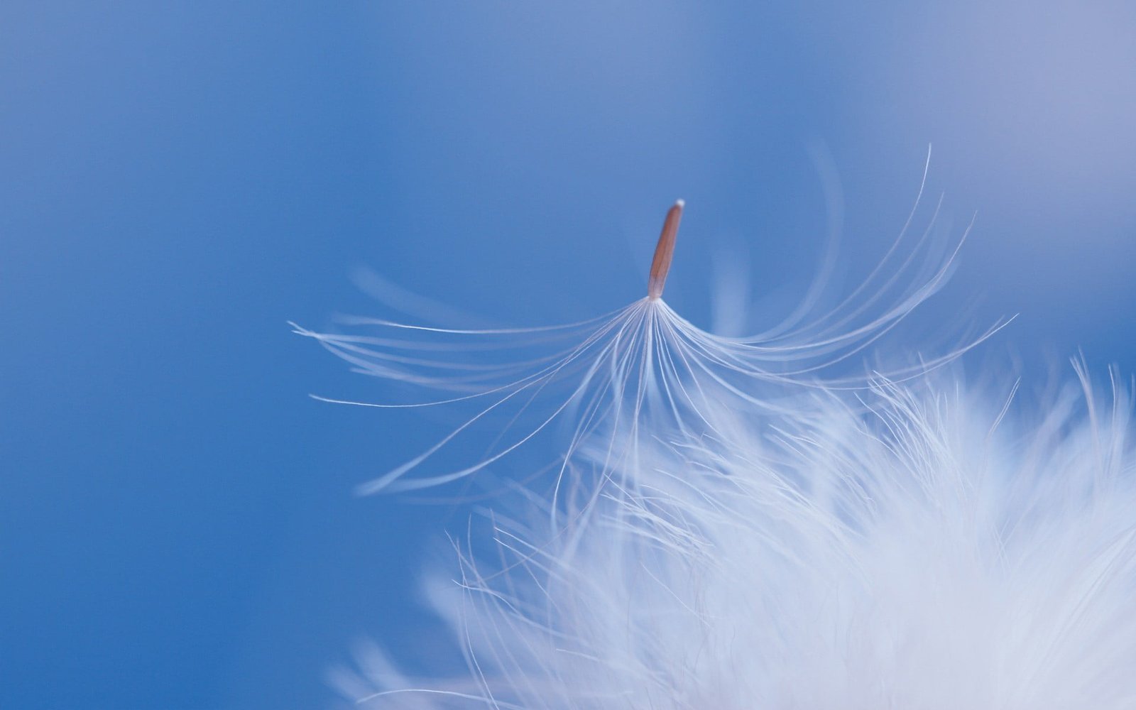 flowers macro nature dandelion plants blue white color 2k