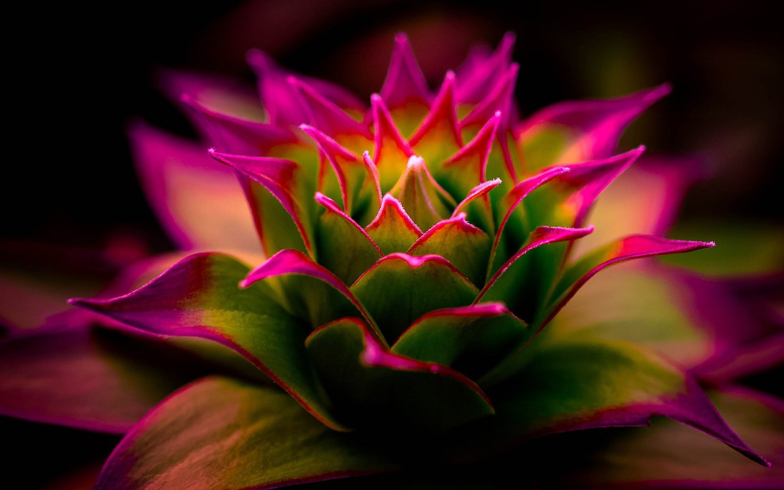 flowers pink macro nature photography blurred depth of field 2k