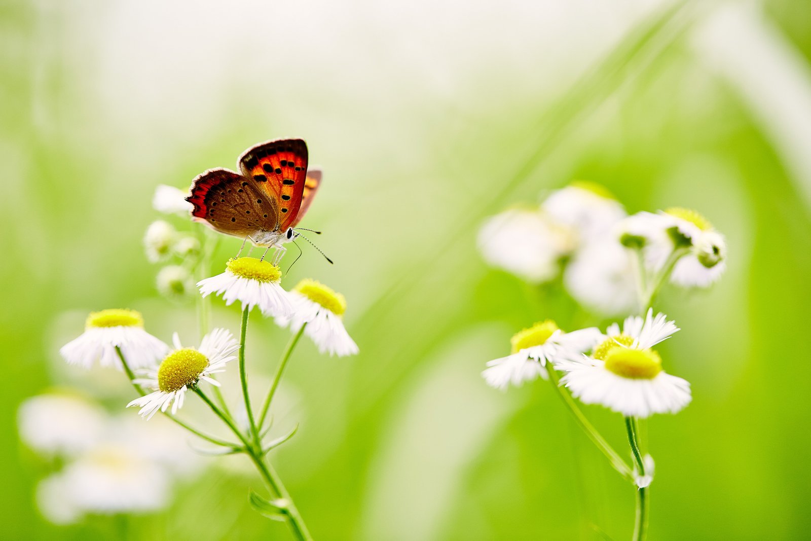 focus photography of red and brown butterfly daisy flower 2k 4k 5k