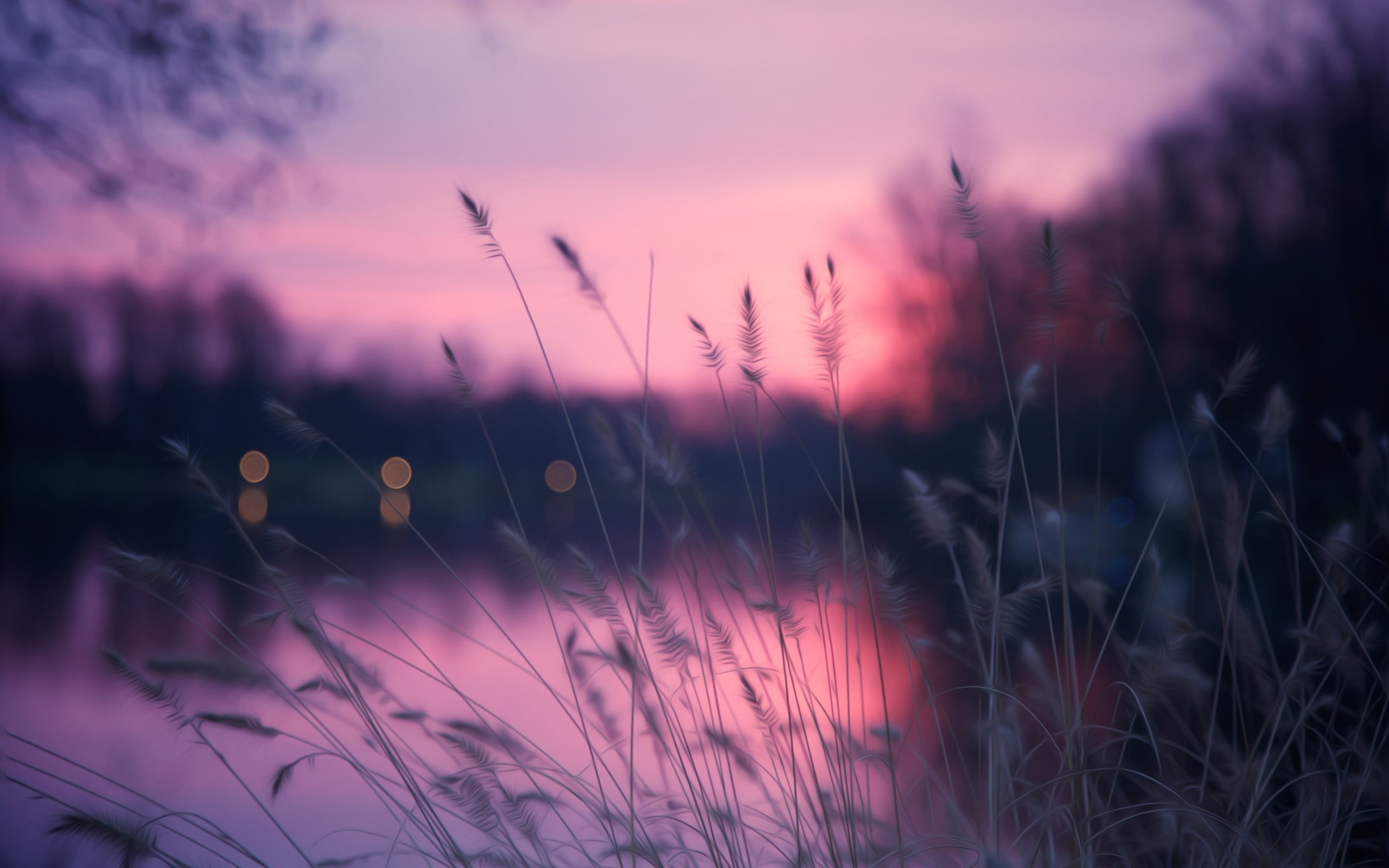 grass field macro nature sunset summer outdoors meadow 2k