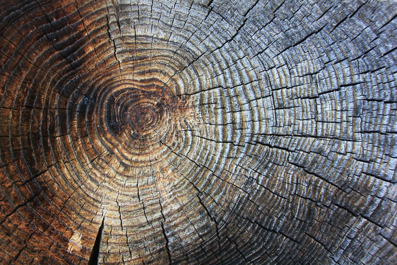 gray and brown three surface wood texture annual rings structure 2k 4k 5k