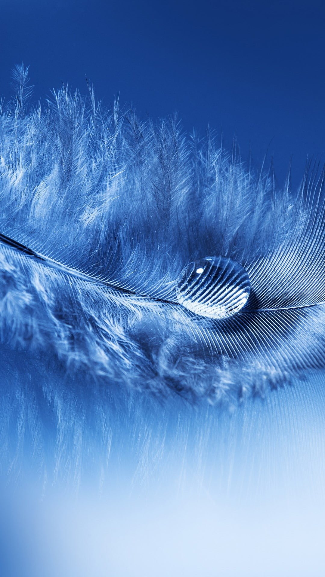 gray feather with water droplet portrait display feathers drops