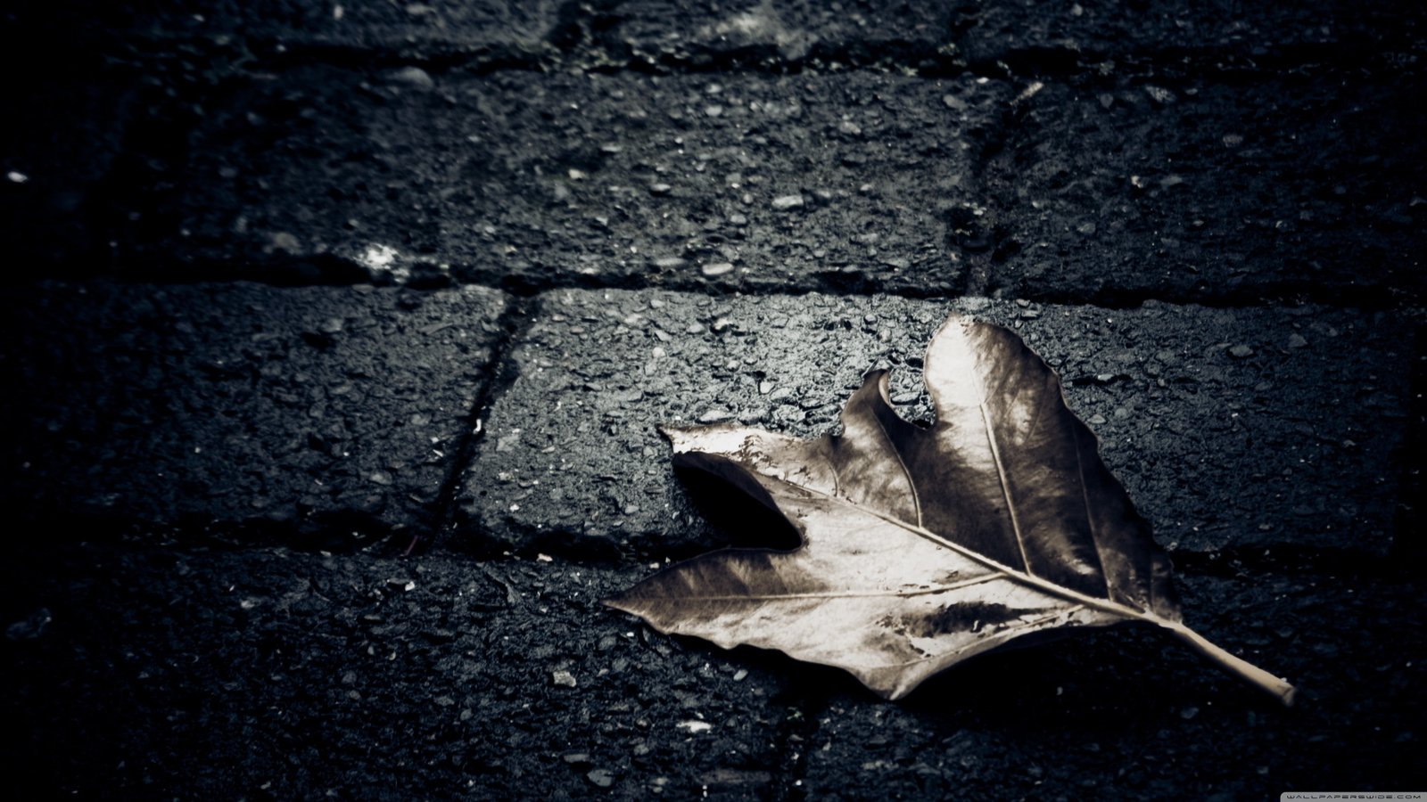 gray maple leaf closeup photo of brown macro leaves stones 2k 4k