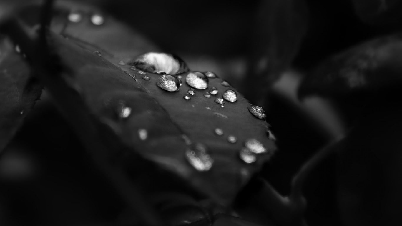 grayscale photo of water droplets on leaf monochrome drops