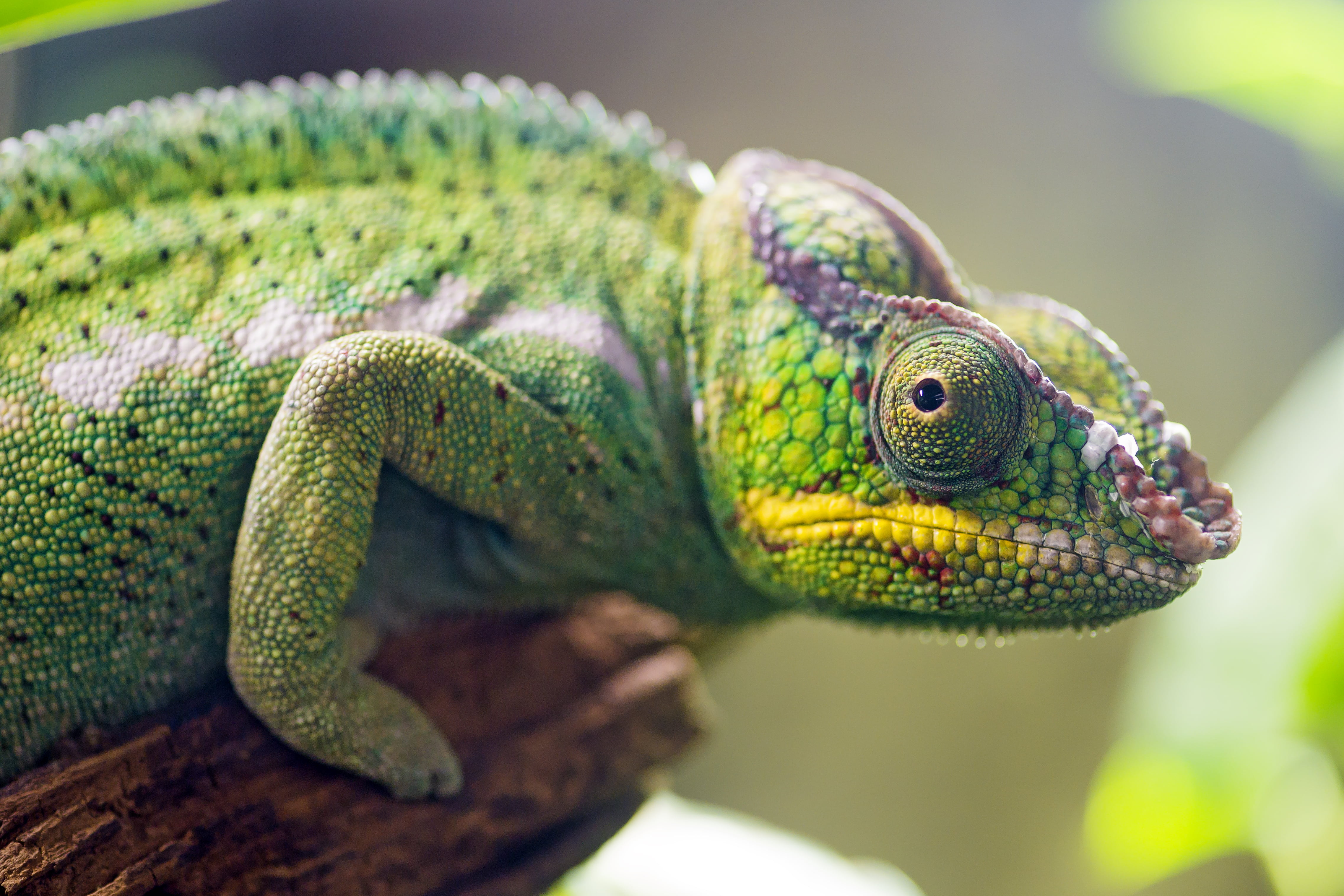 green Chameleon chameleon Panther profile lizard 2k 4k 5k