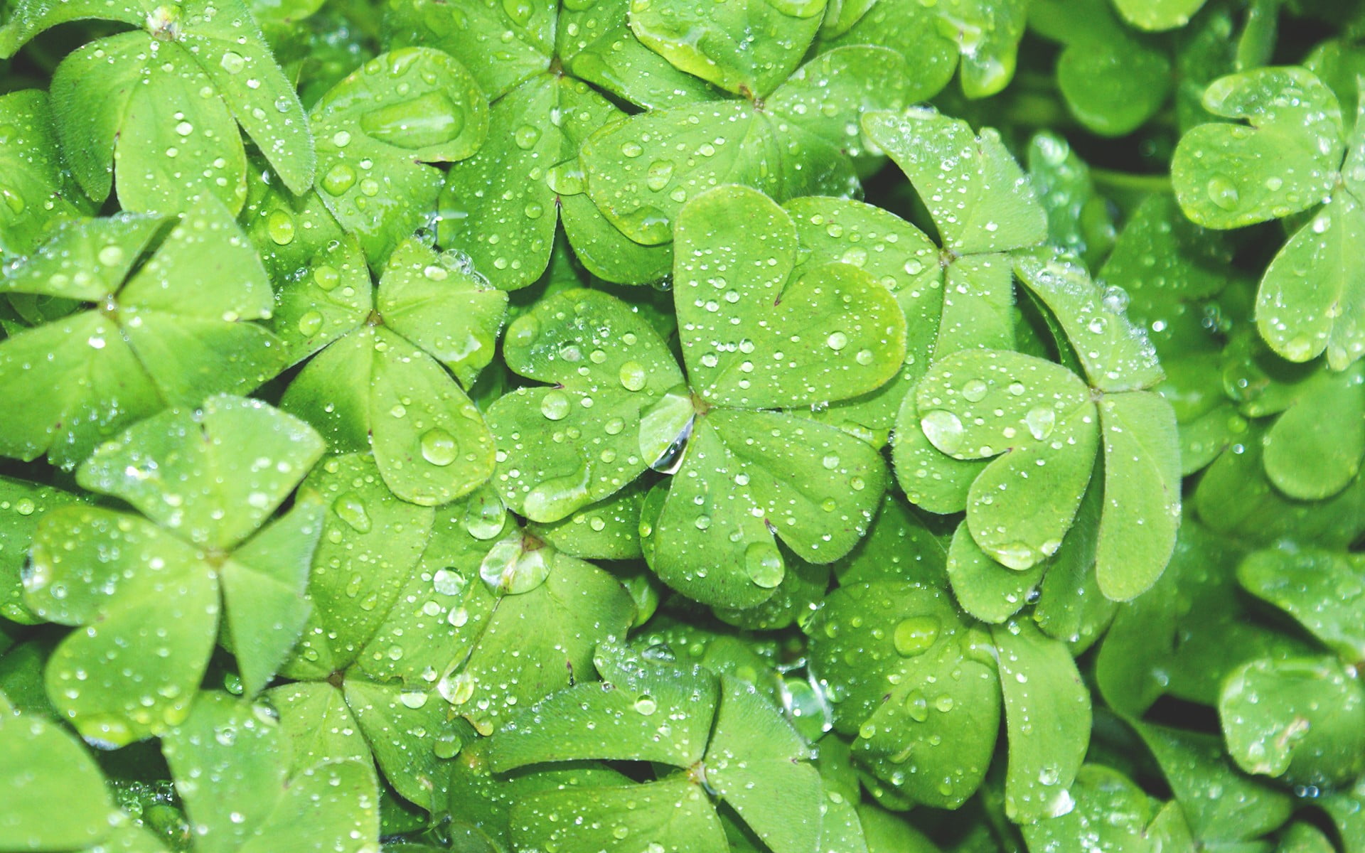 green clover leaf lot wallpaper nature water drops macro plants 2k