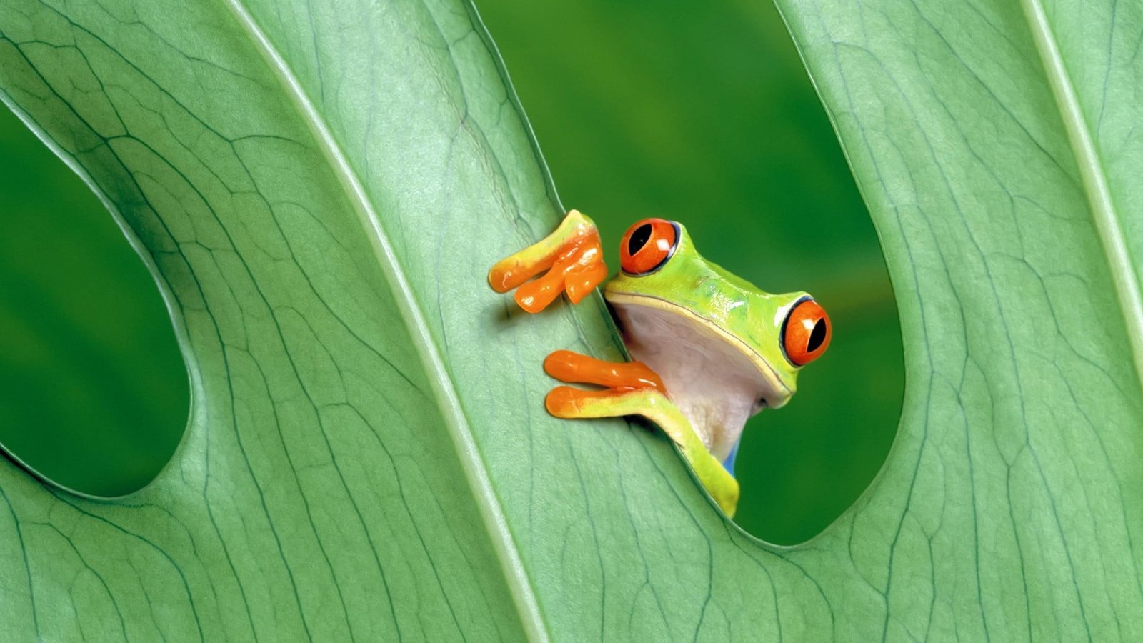 green frog leaves animals amphibian Red Eyed Tree Frogs nature 2k