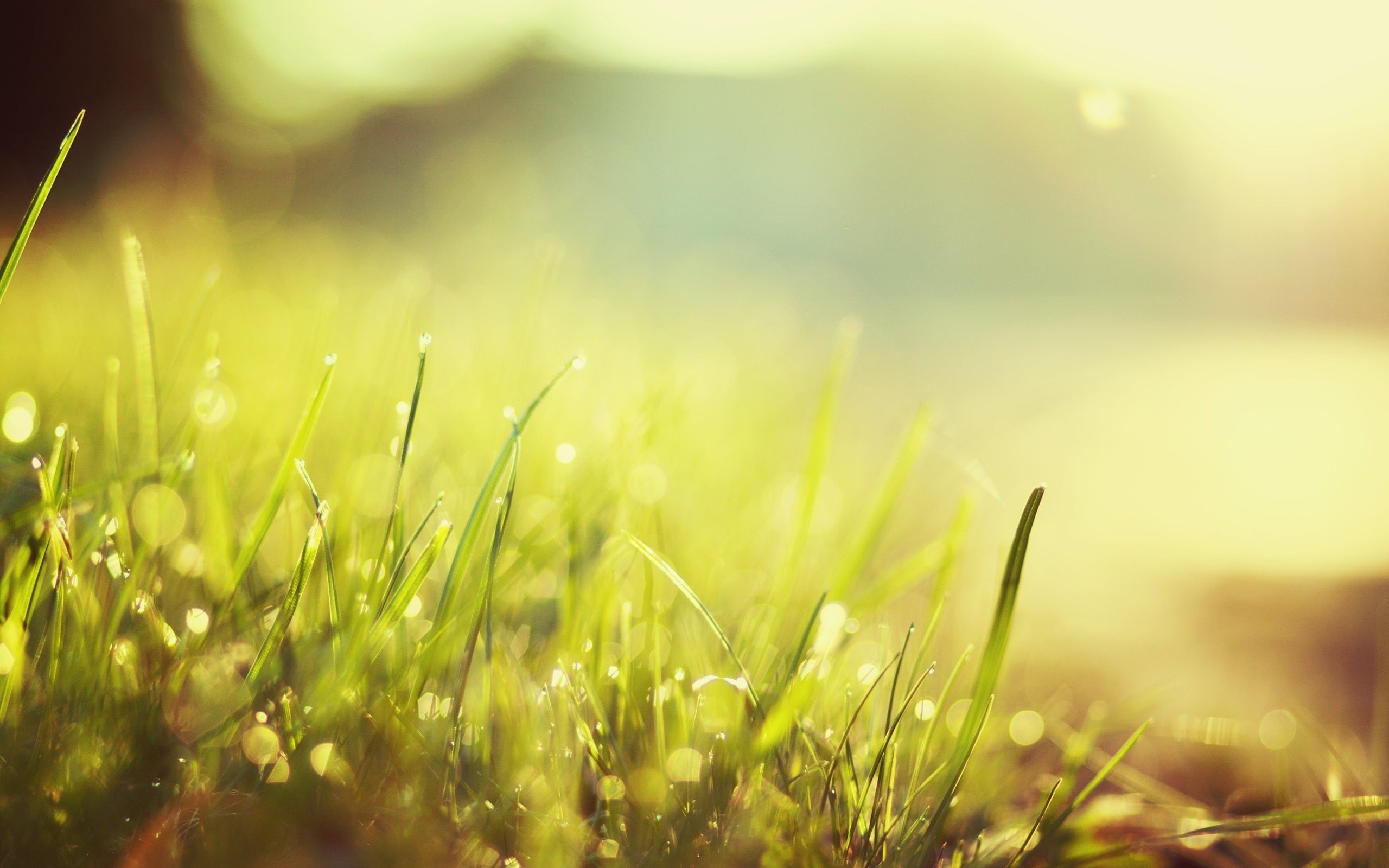 green grass nature morning macro bokeh sunlight plant field 2k
