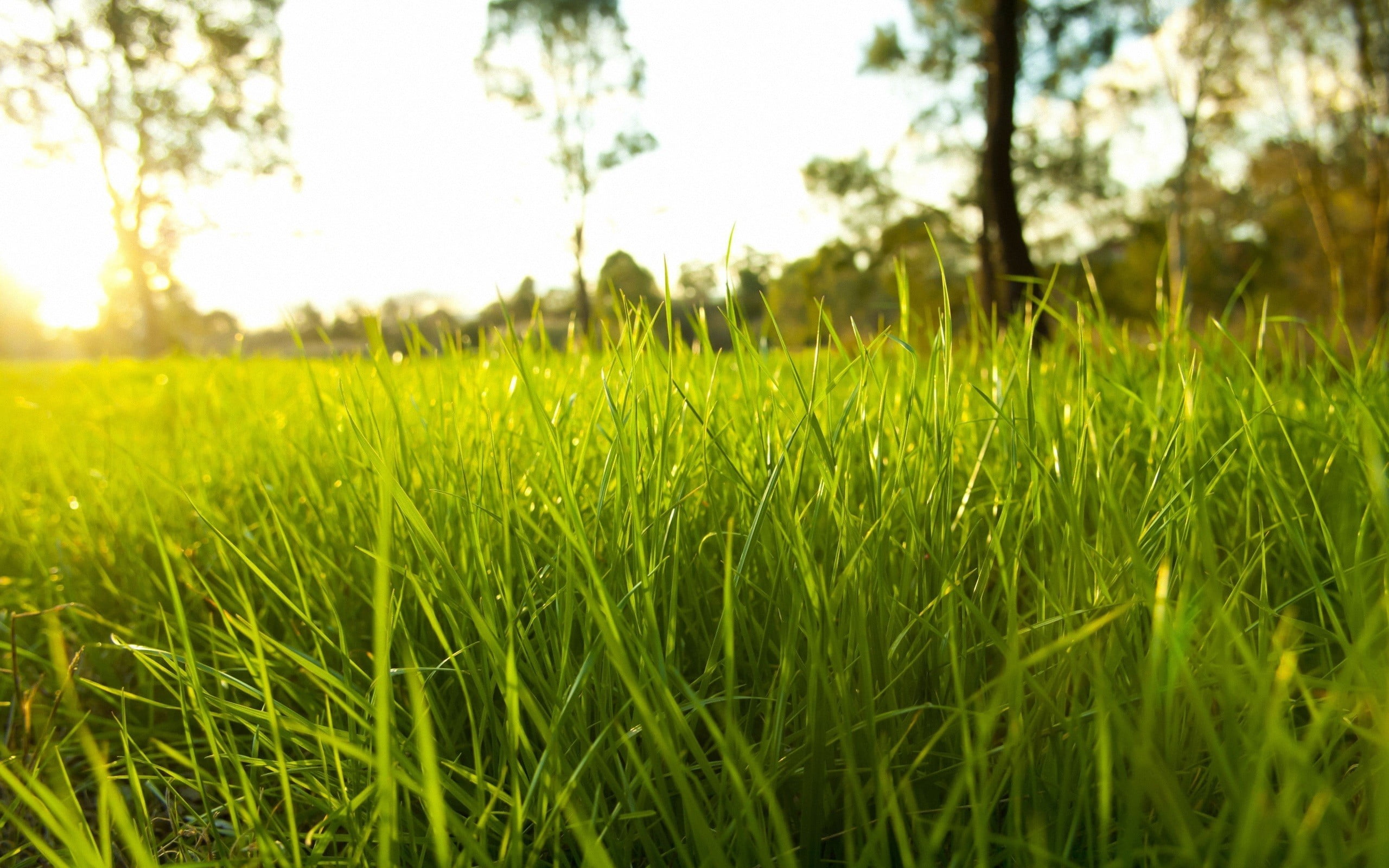 green leaf grass field nature sunlight macro depth of 2k