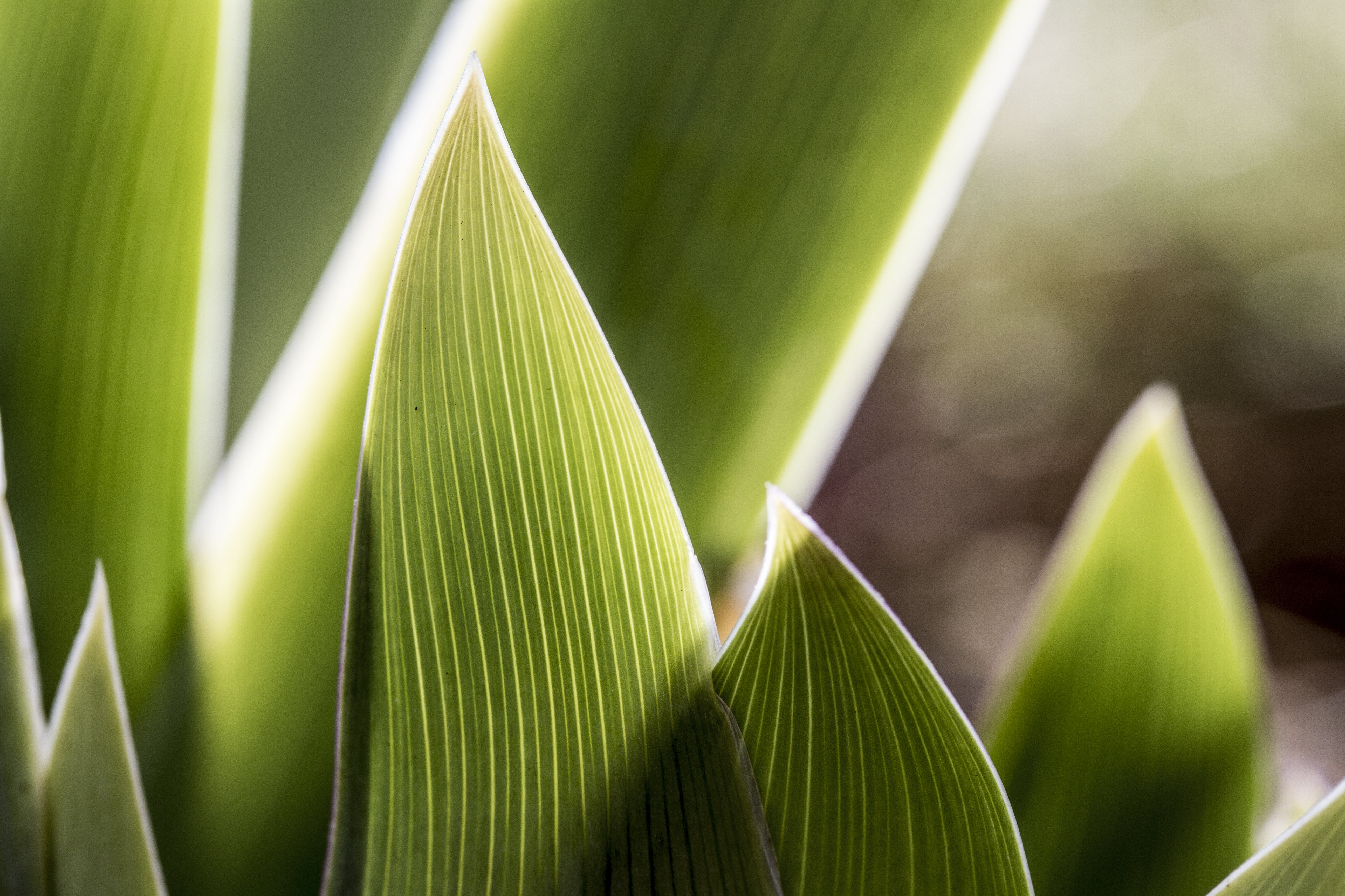 green leaf plant close up photography Abstract Iris 2 Peterborough 2k 4k 5k