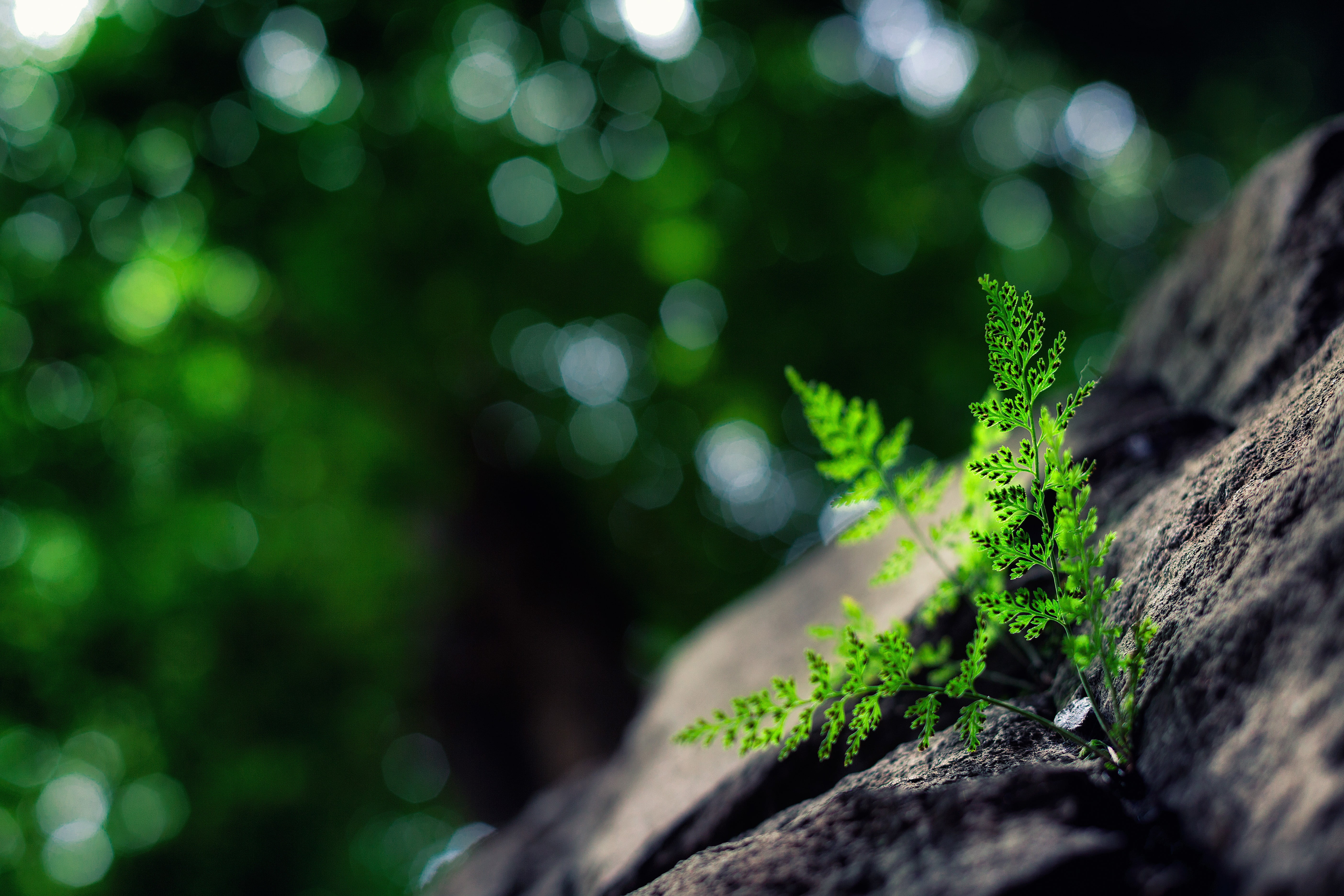green leafed plant close up photo of fern macro 2k 4k 5k