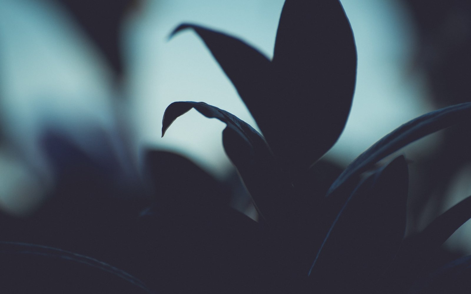 green leafed plant close up photo of silhouette flower nature 2k