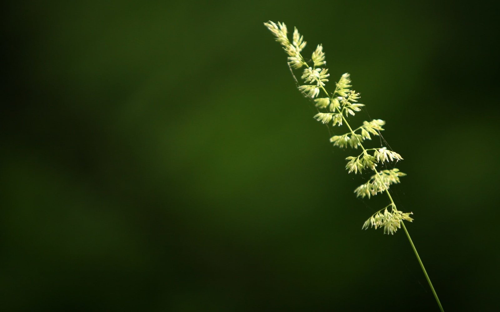 green leafed plant closeup macro plants nature Color 2k