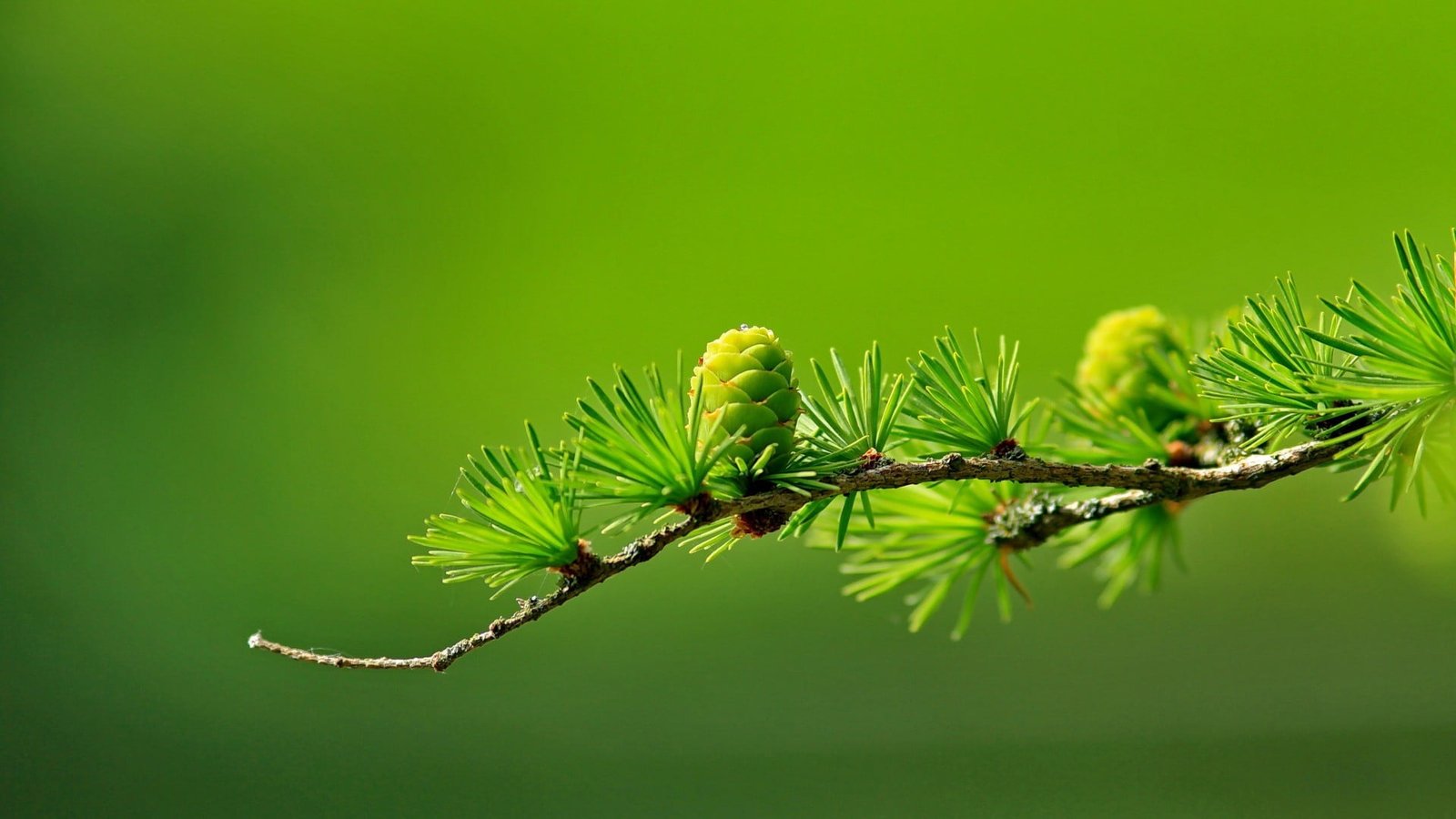 green leafed plant conifer cones macro blurred photography 24 2k