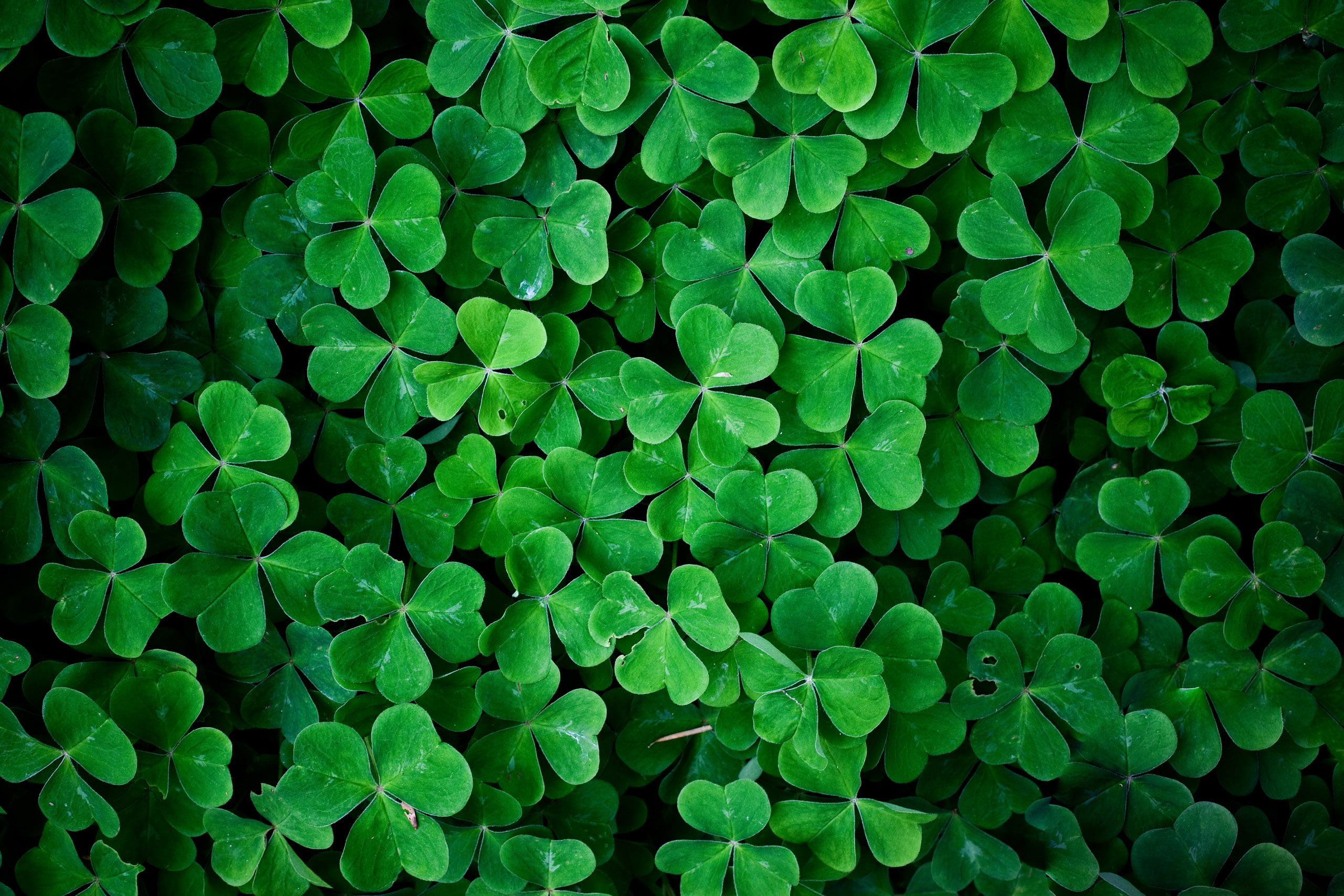 green leafed plant clover plants macro clovers Color 2k