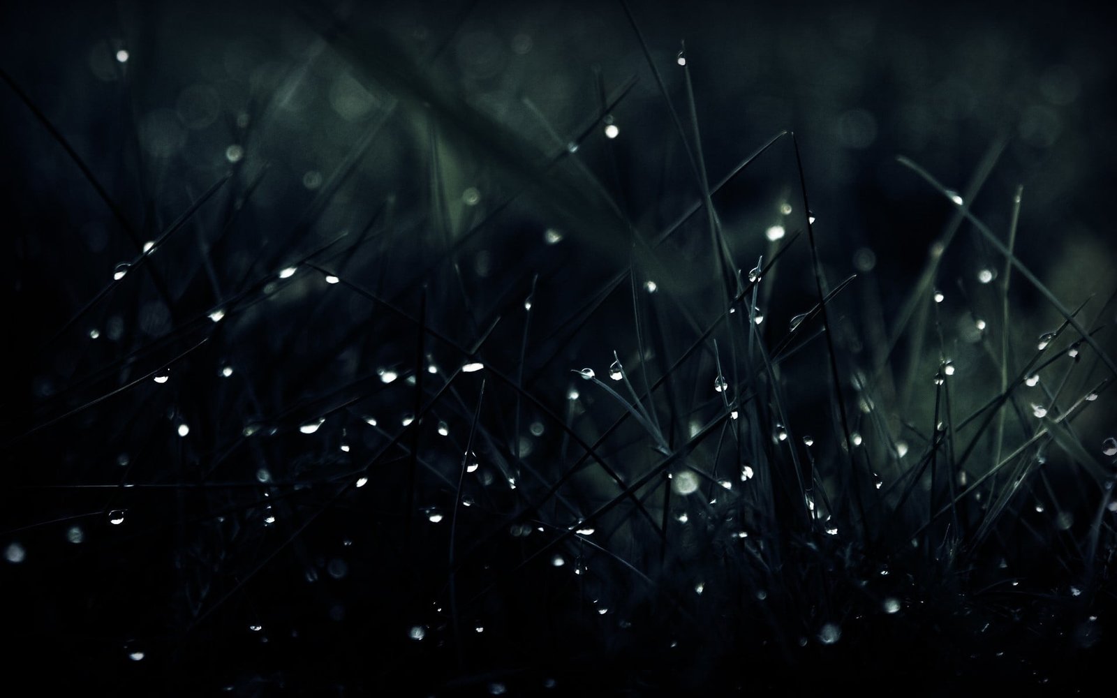 green leafed plant grass with water droplets dark macro 2k