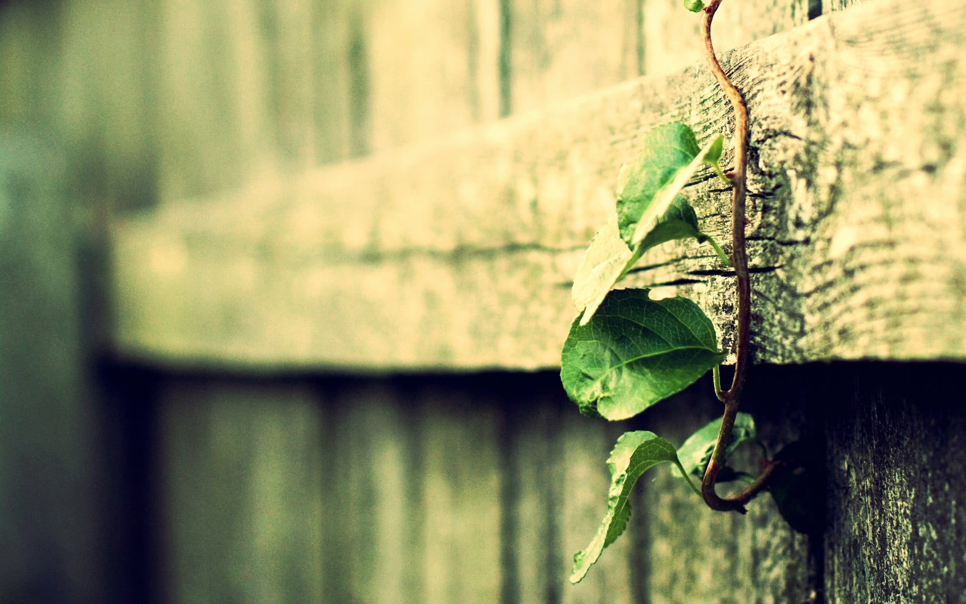 green leafed plant leaf on wooden fence macro filter 2k