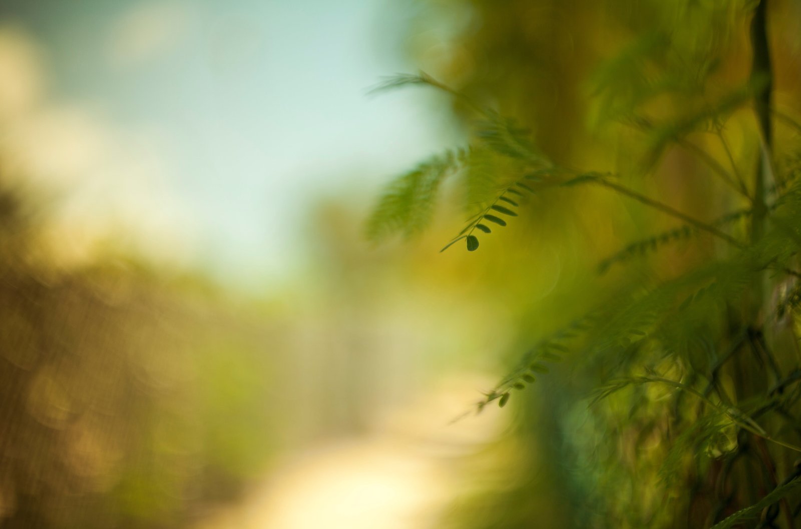green leafed plant leaves macro background widescreen Wallpaper 2k 4k 5k