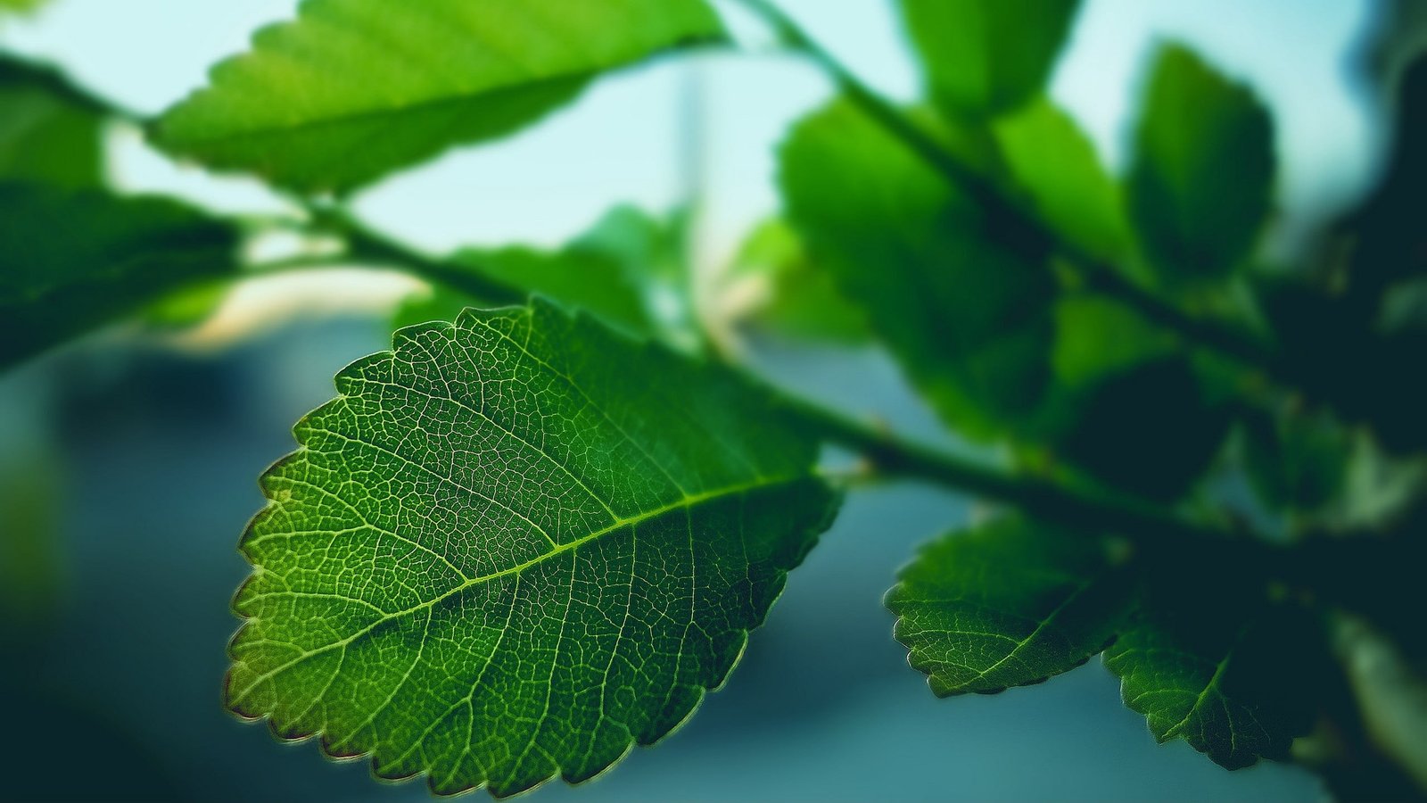 green leafed plant macro shot of leaves photography nature 2k