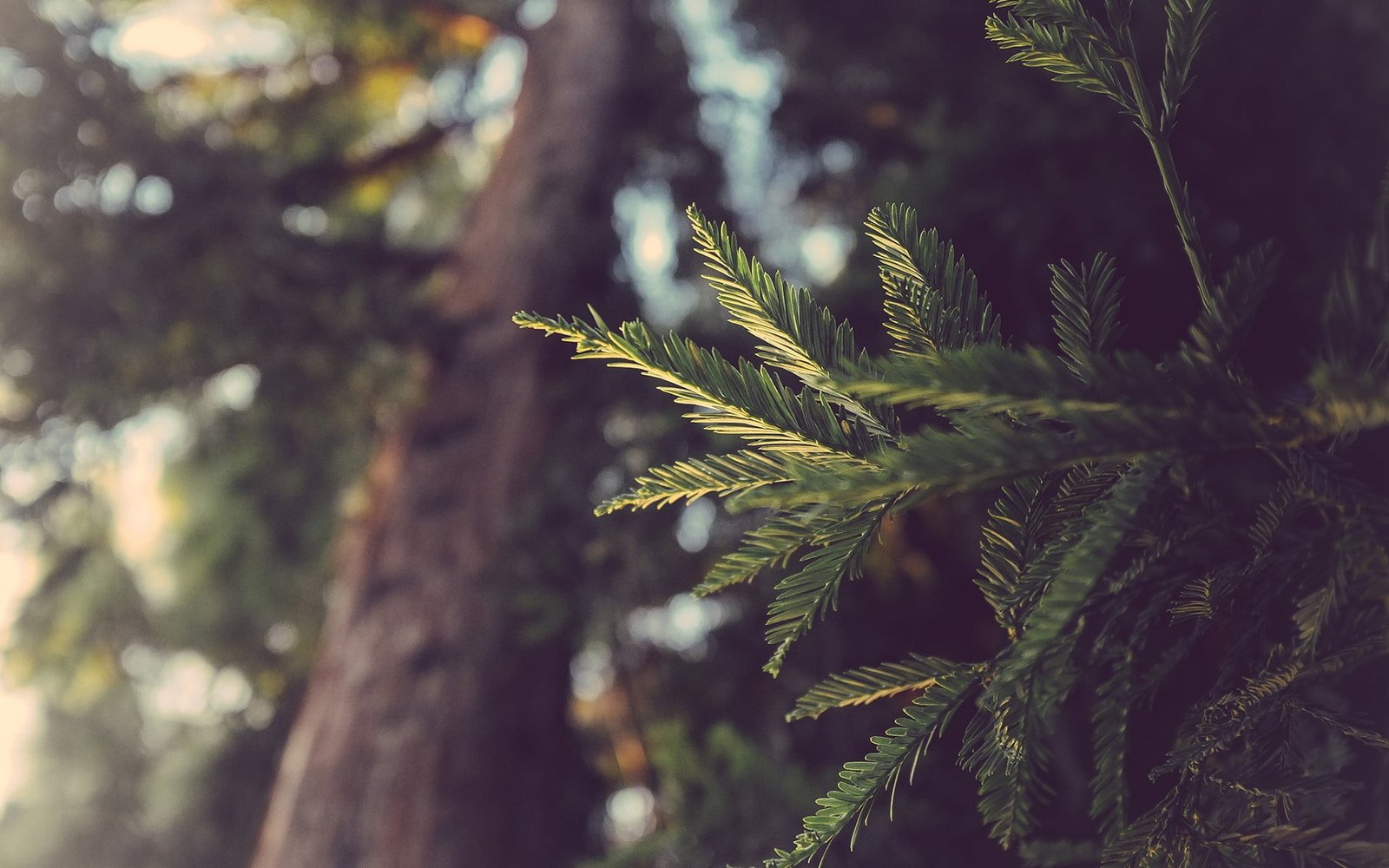 green leafed plant macro leaves depth of field nature landscape 2k