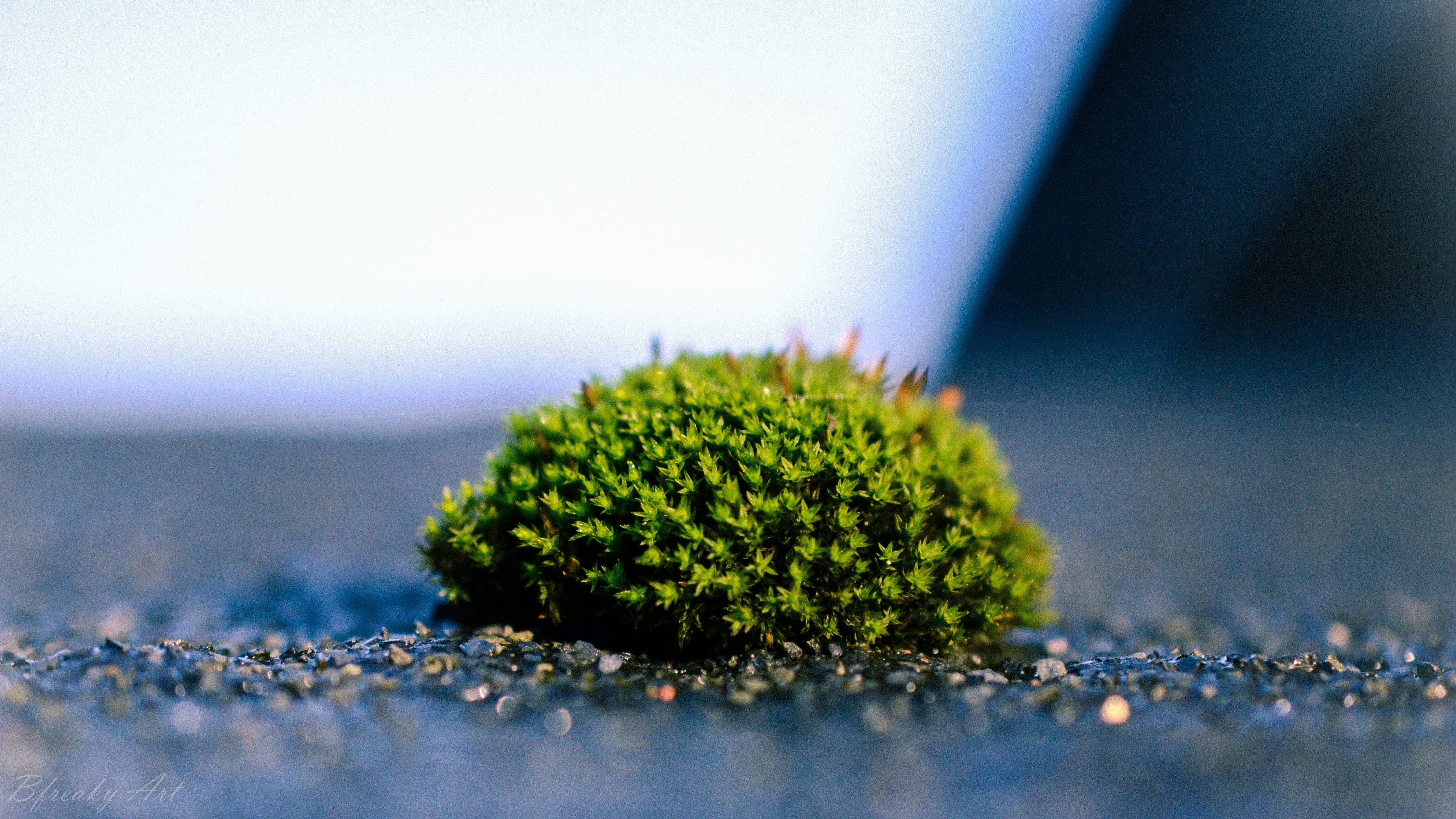 green leafed plant moss macro selective focus color 2k 4k