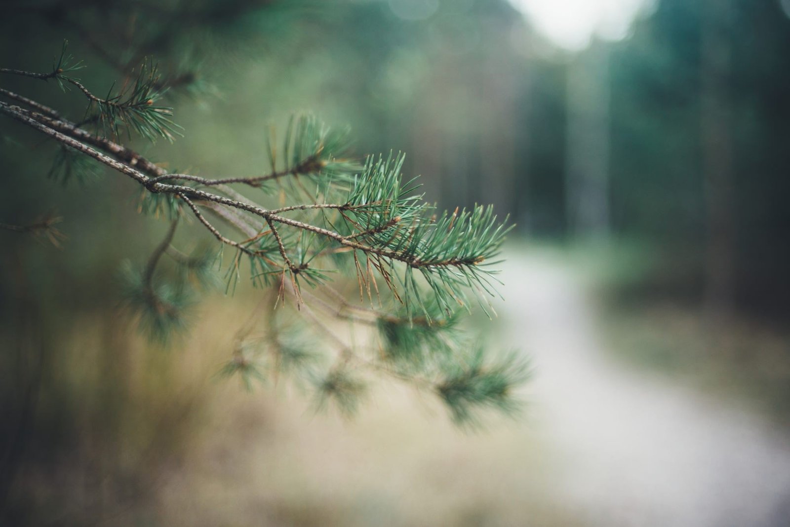 green leafed plant nature depth of field macro leaves blurred 2k