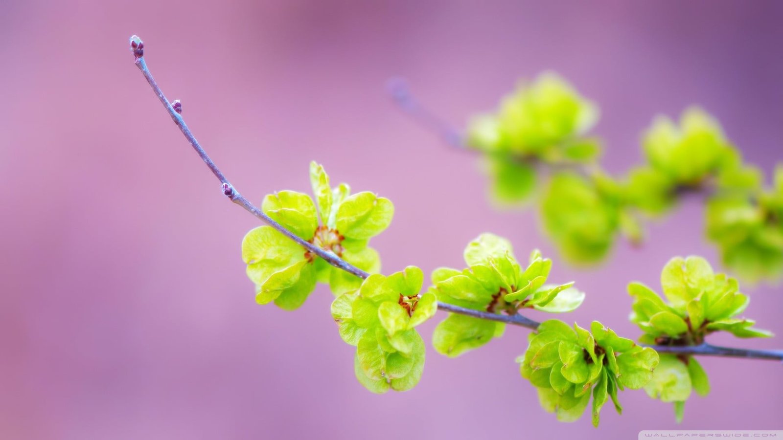 green leafed plant nature flowers macro plants branch part 2k