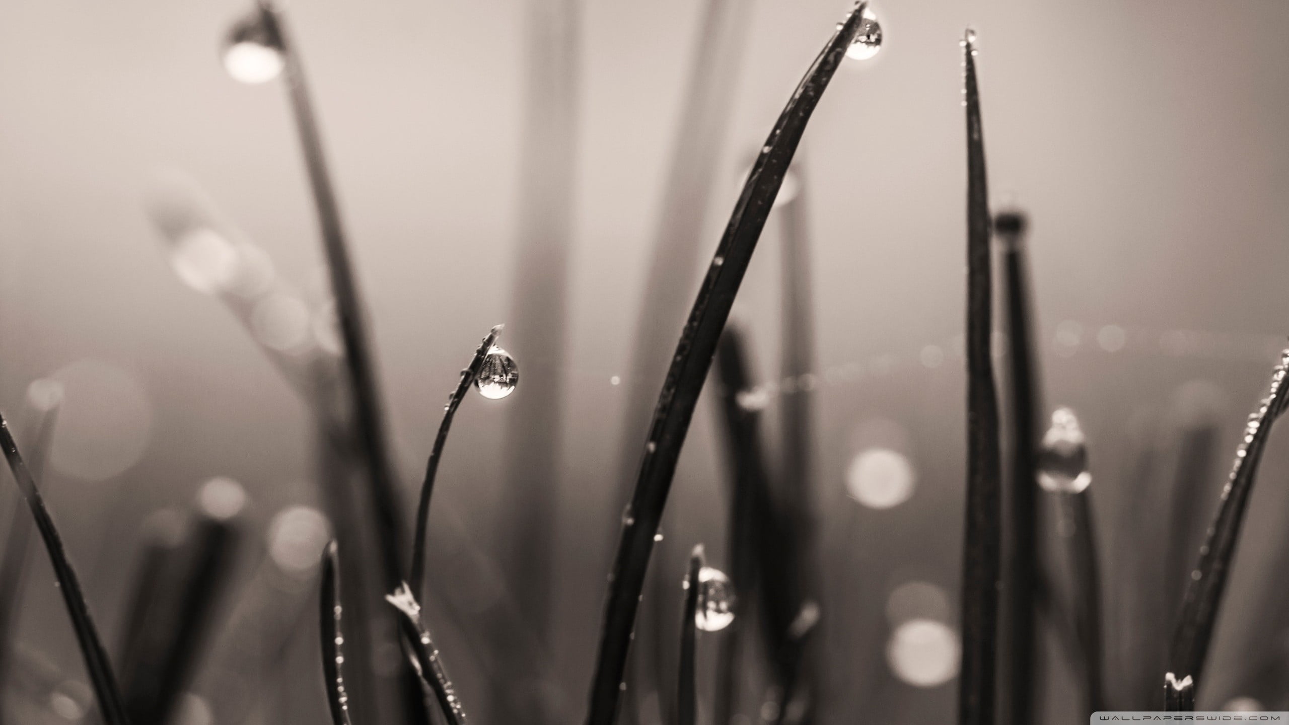 green leafed plant nature macro water drops sepia plants 2k